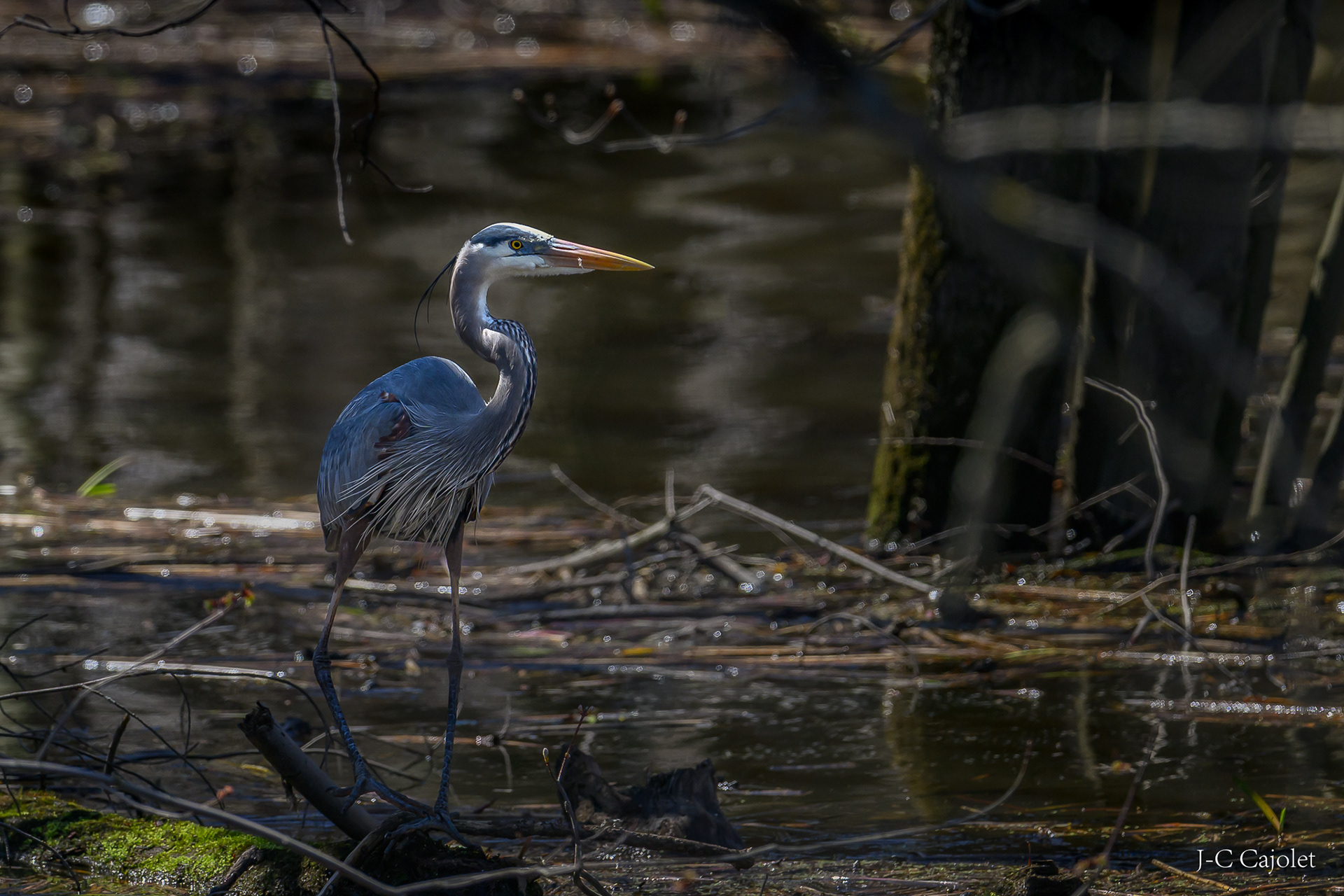 Trop de bonne heure ? / Too early?