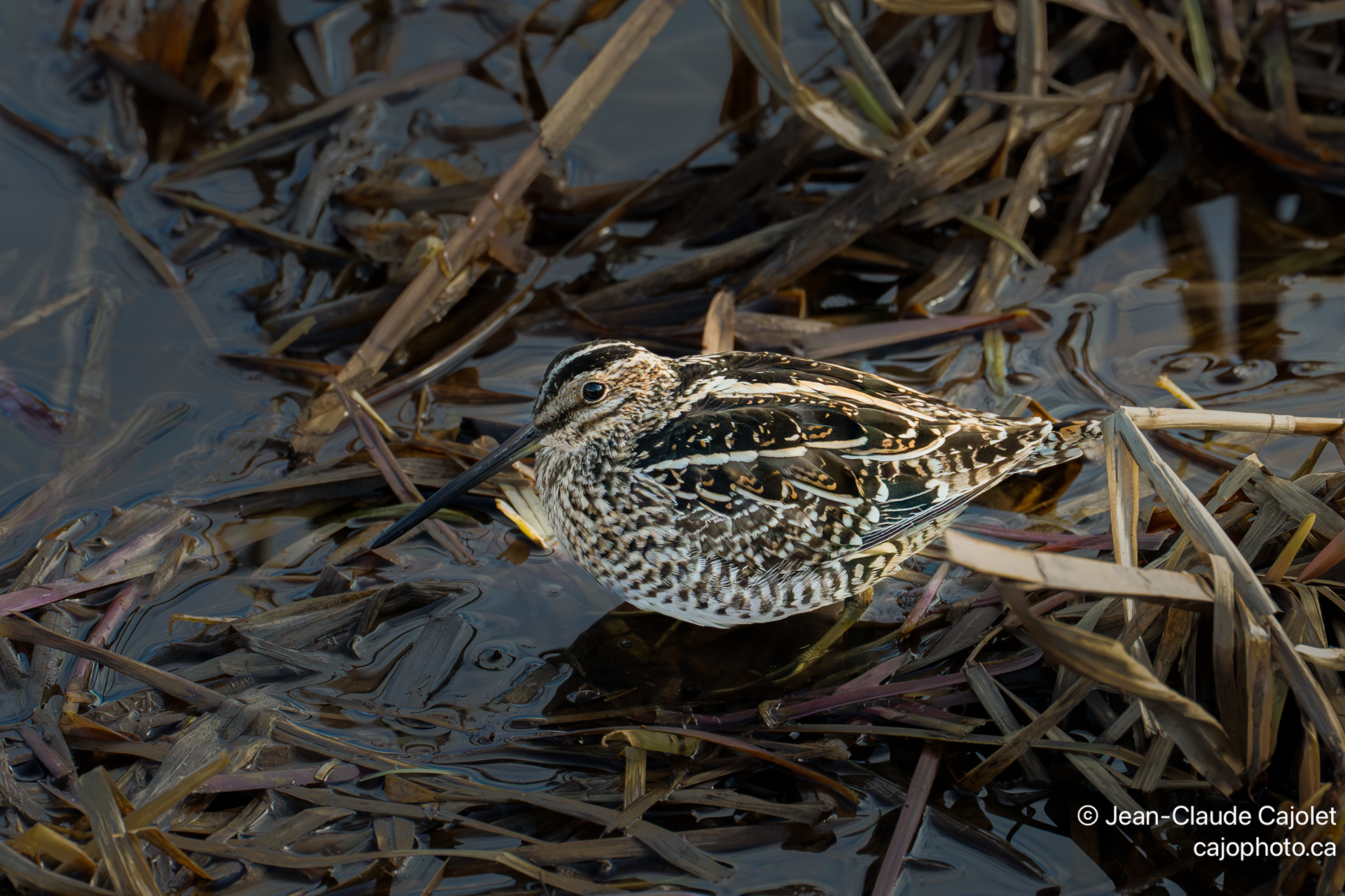 C'est froid / It's cold