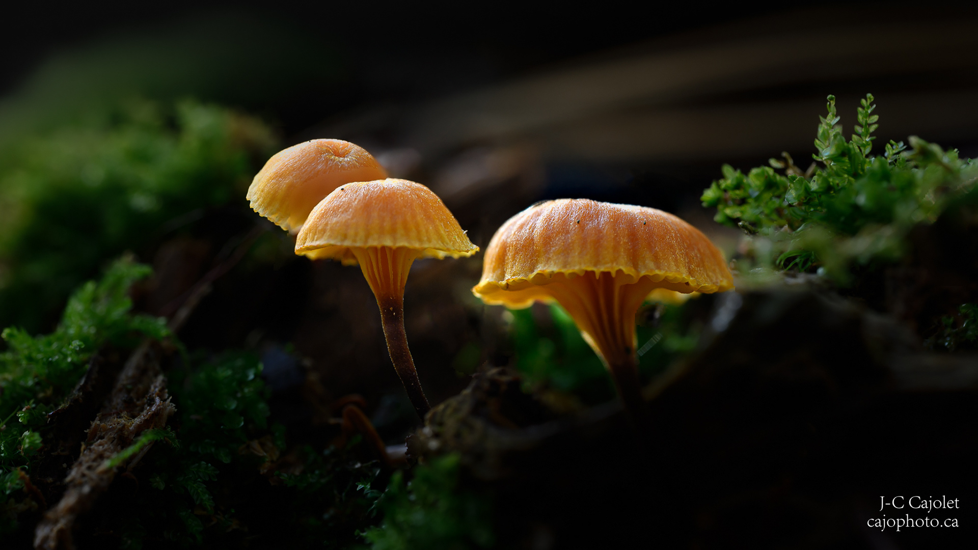 Les trois frères / The three brothers 