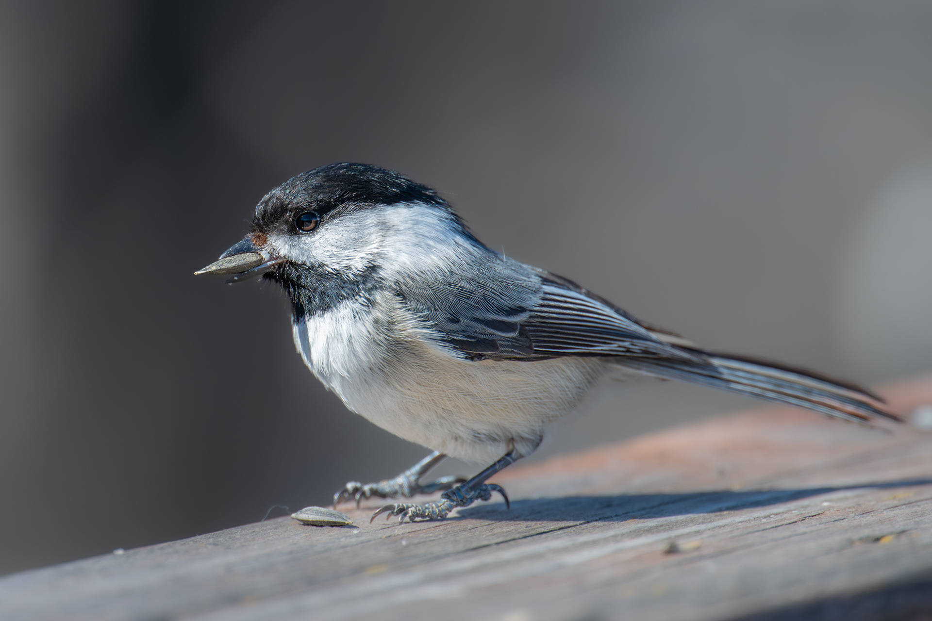 Pas certain / No to sure