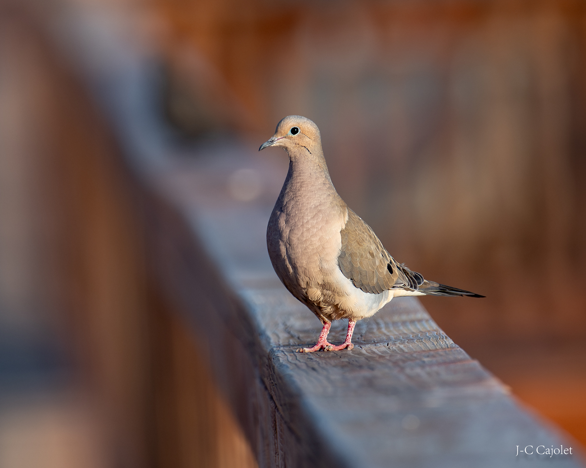 Gracieuse / Graceful