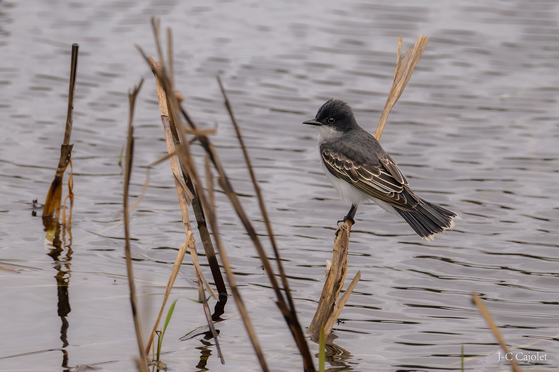 De mauvais poil / Bad mood