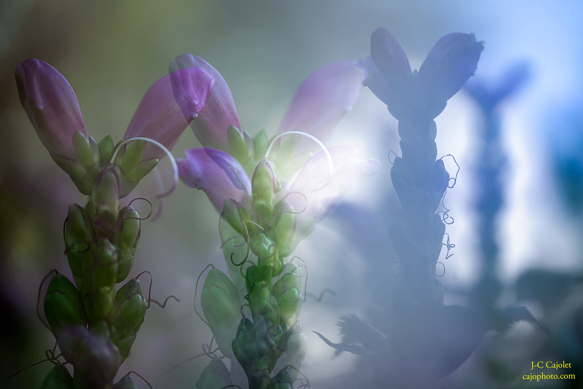 Confusion / Confusion