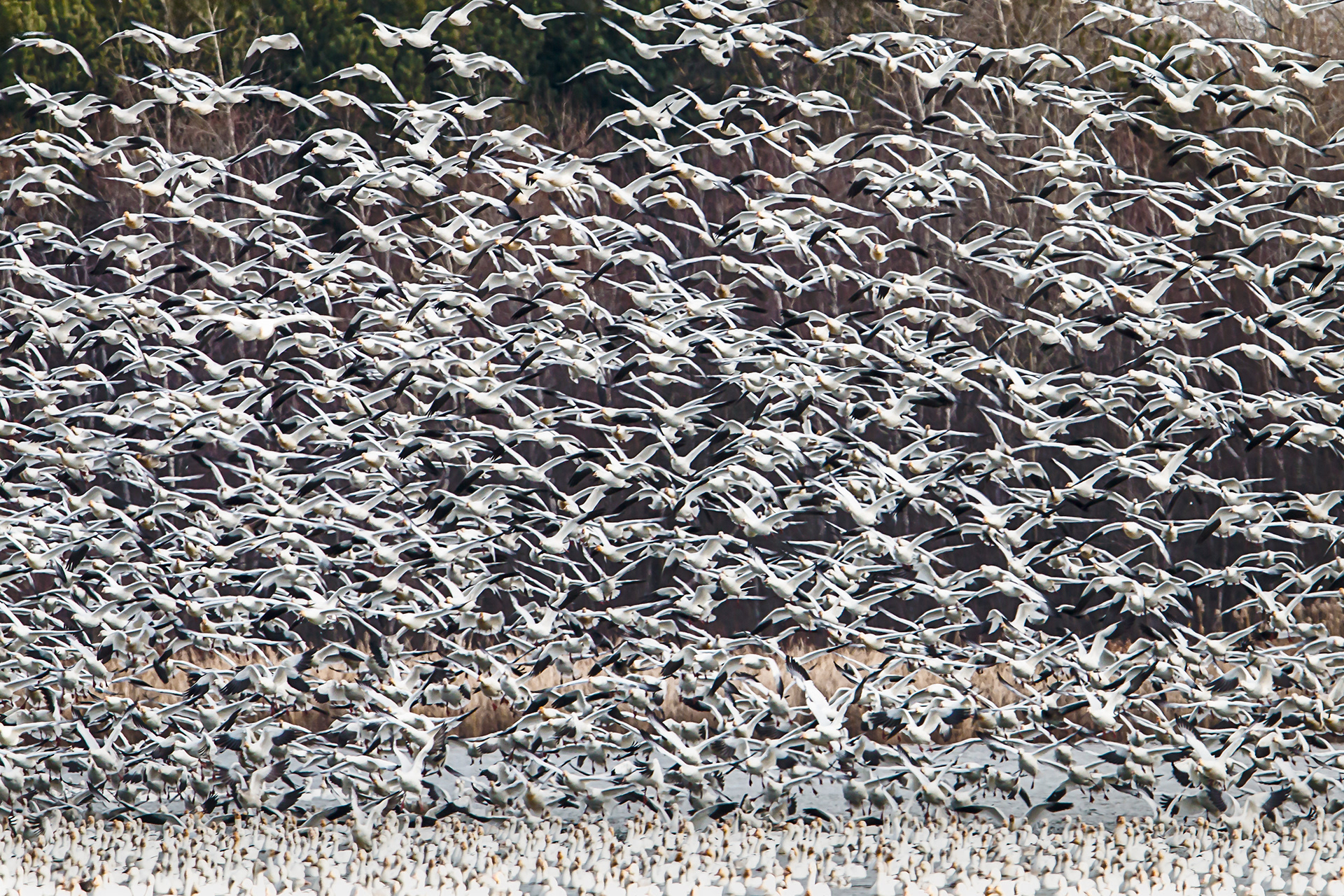 La grande famille / The big family.