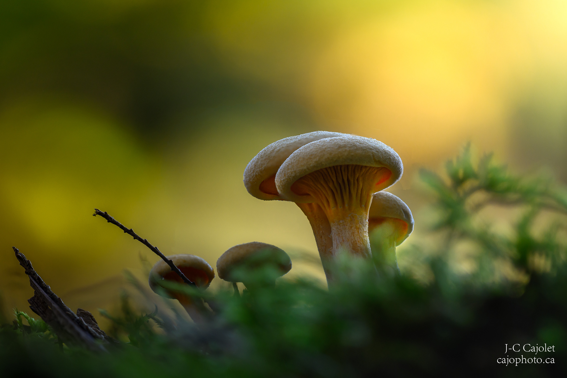 La nation / The nation