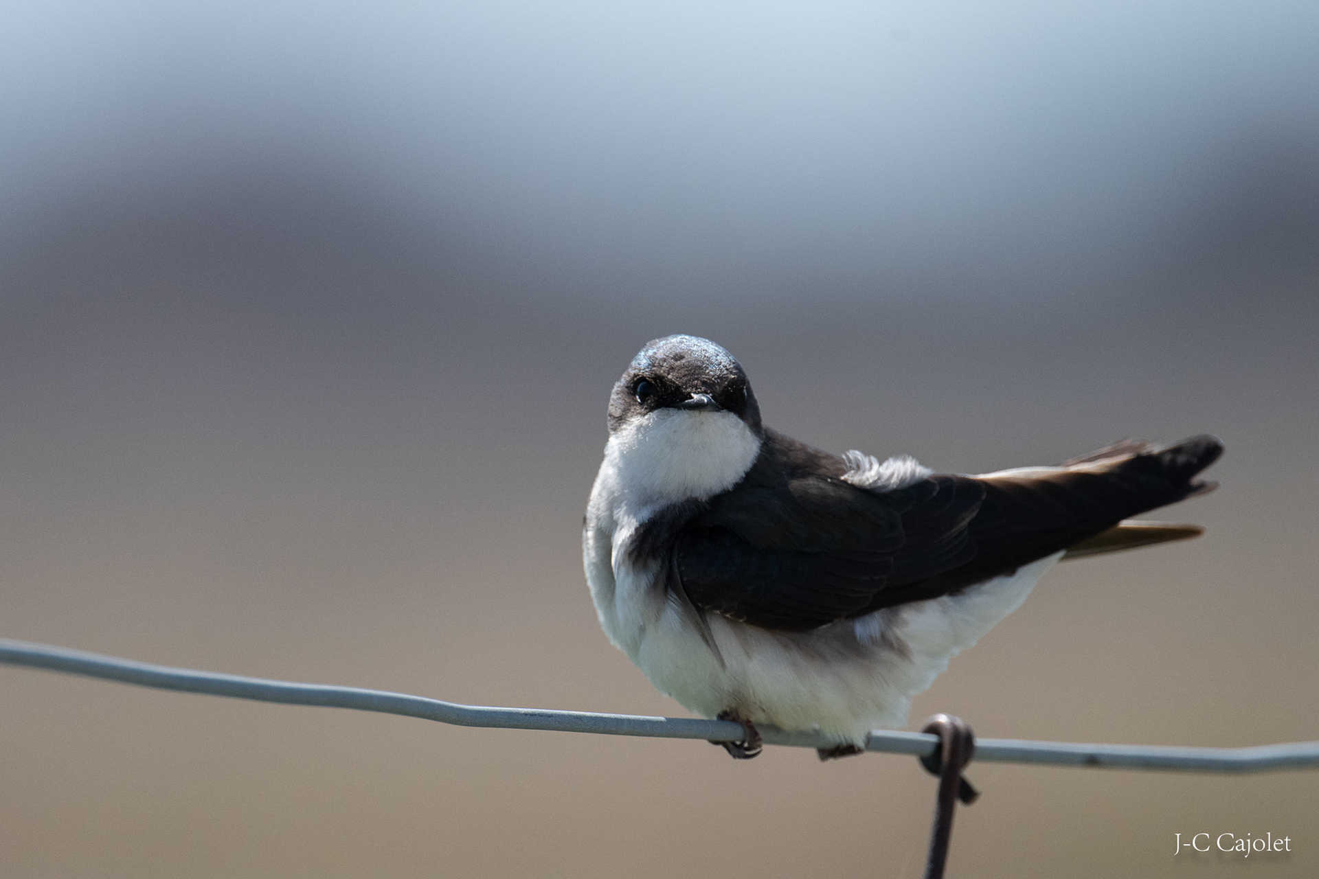 Tu n'es pas mon ami / You're not my friend