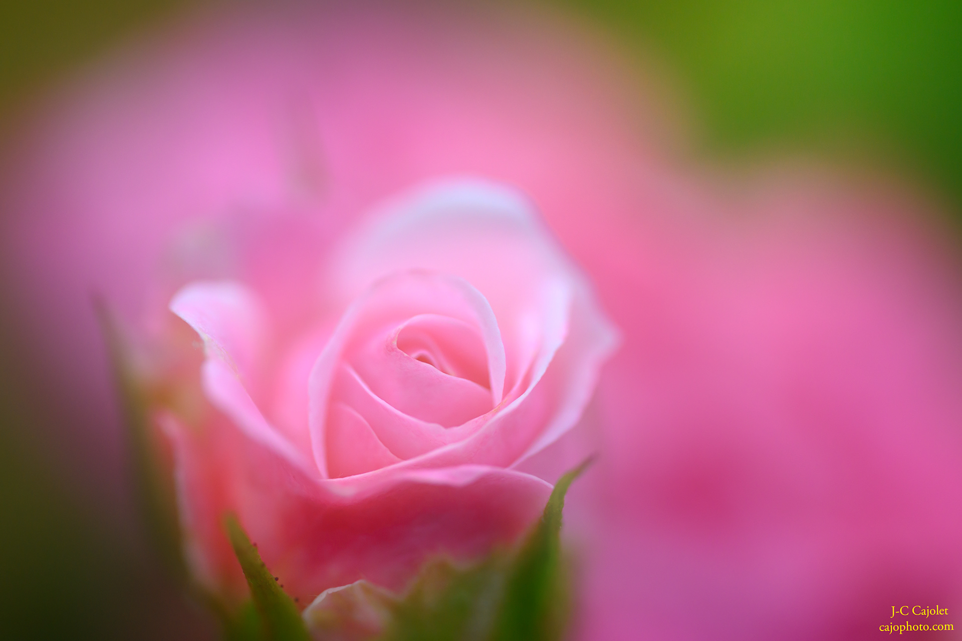 Rose en rêve / Rose in dream