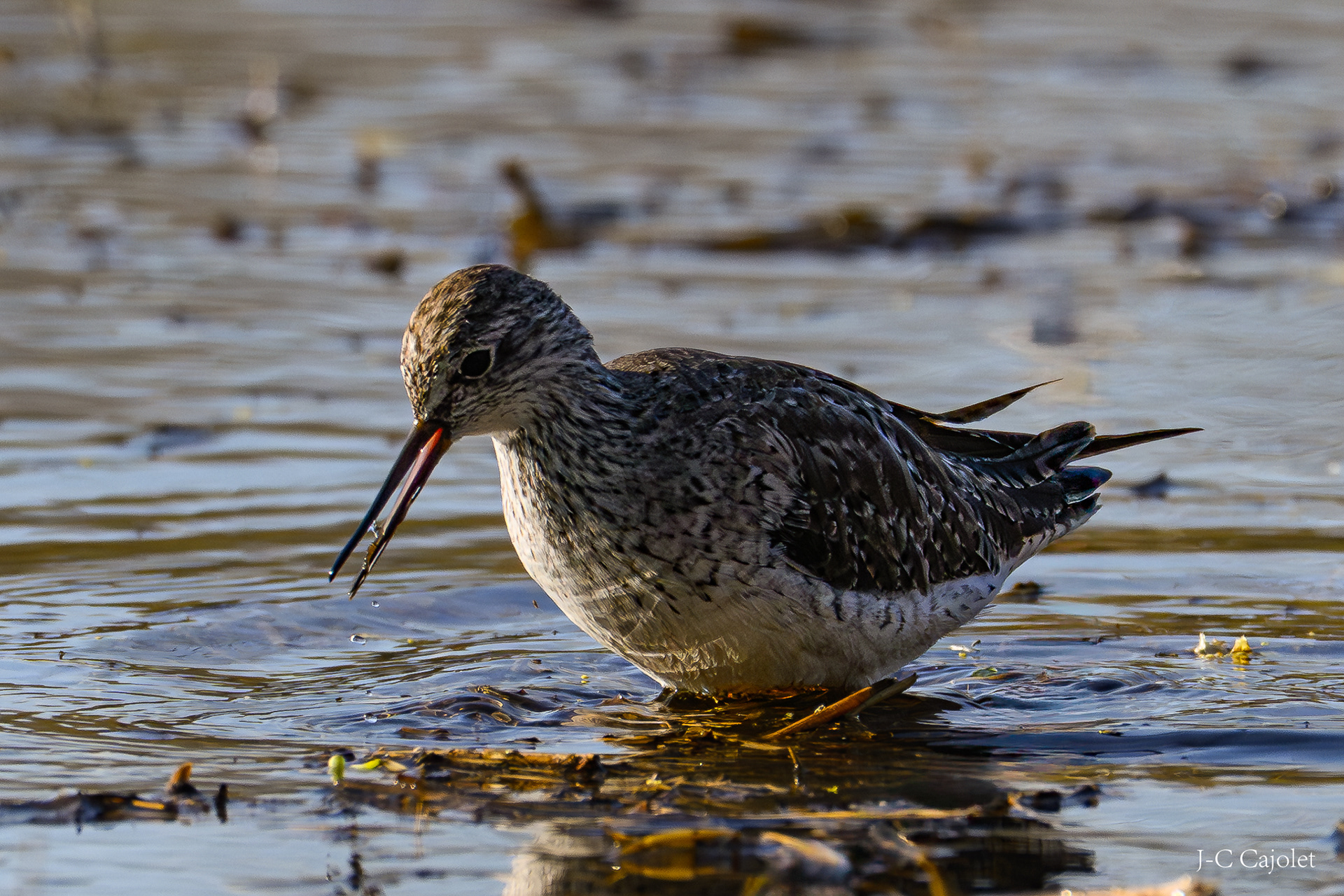Une petite bouchée / A small bite