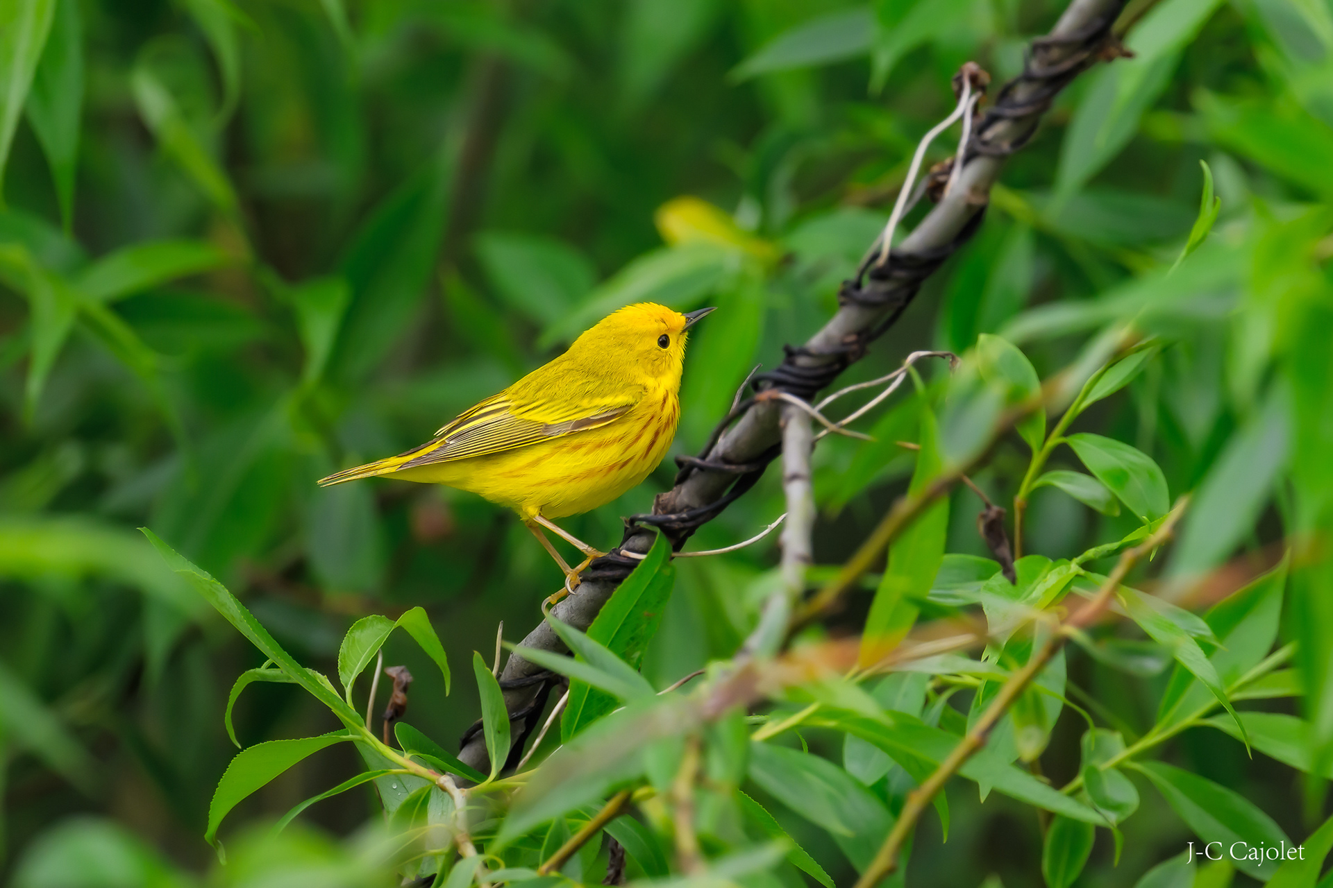 Joie du printemps / Joy of Spring