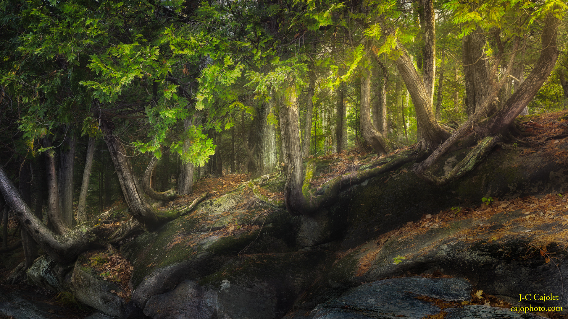 Qui va là? / What's going there?