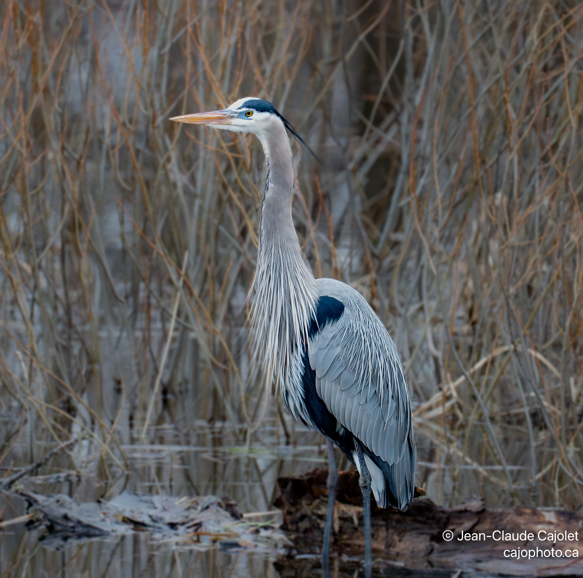 Au garde à vous / At attention