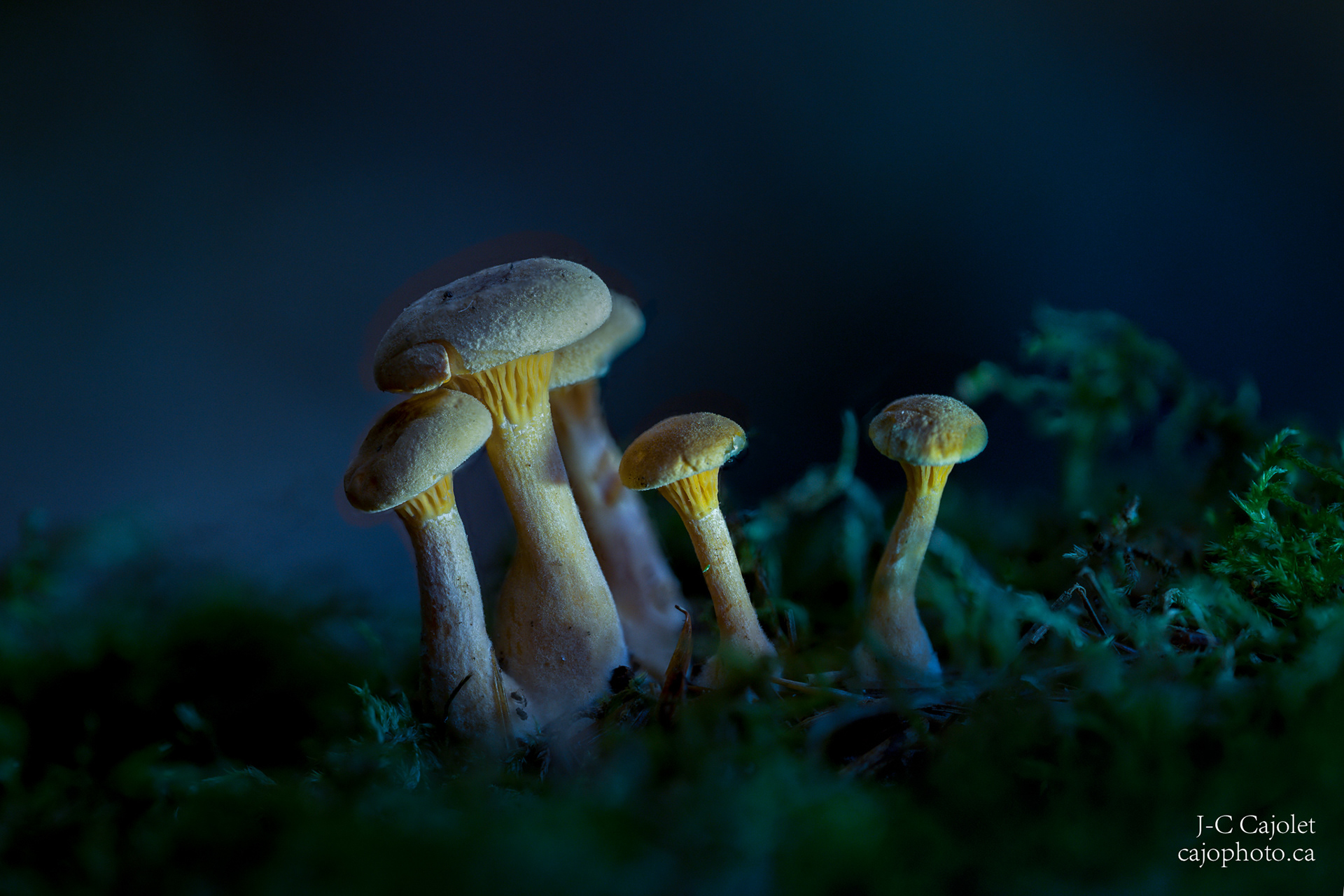 Crépuscule / Twilight