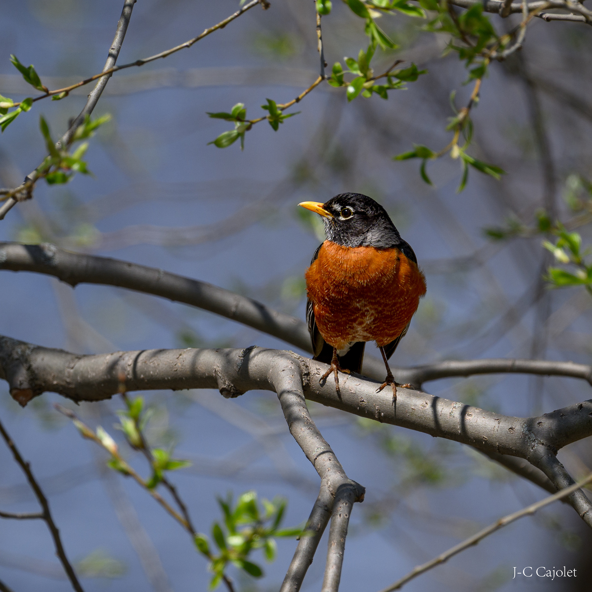 Un bain de soleil / Taking Sun