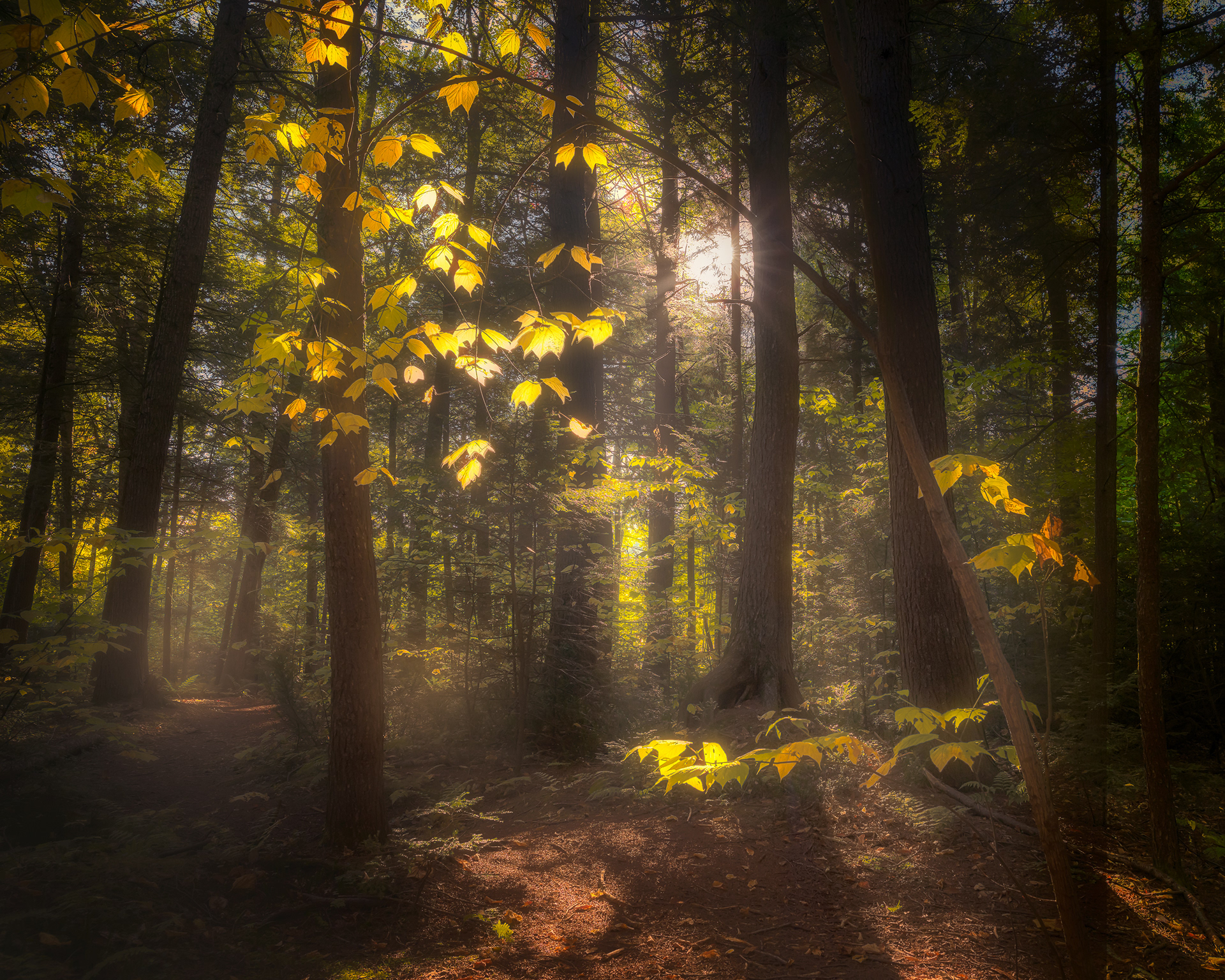 Douceur d'automne / Autumnal gentleness