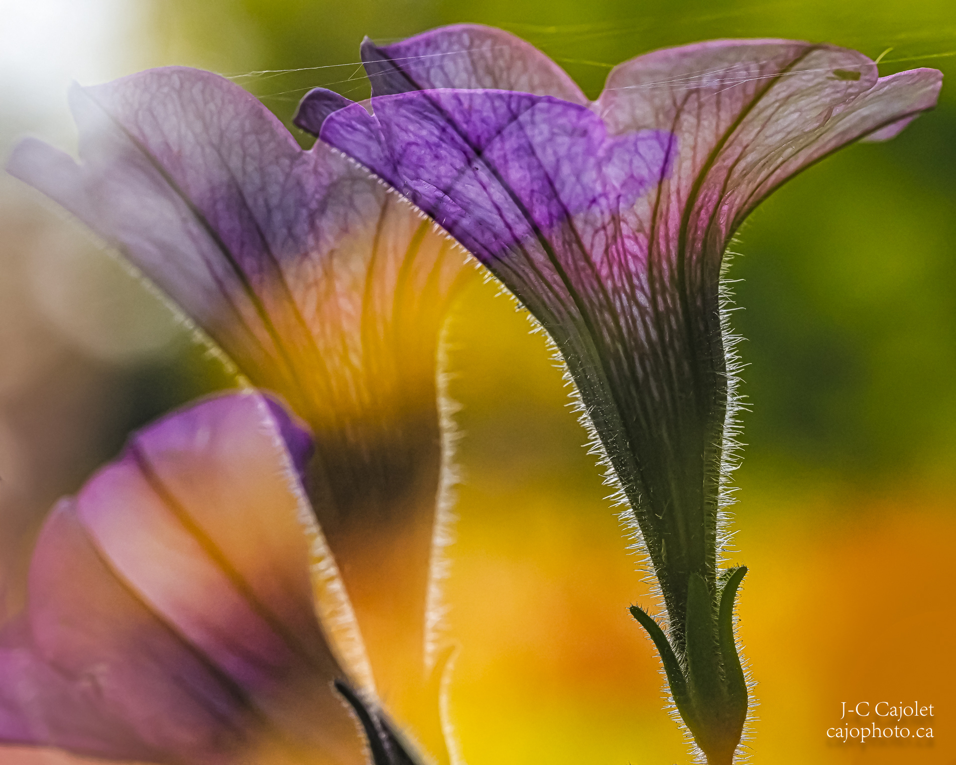 Rêve d'un matin / Dreaming of a Sunrise