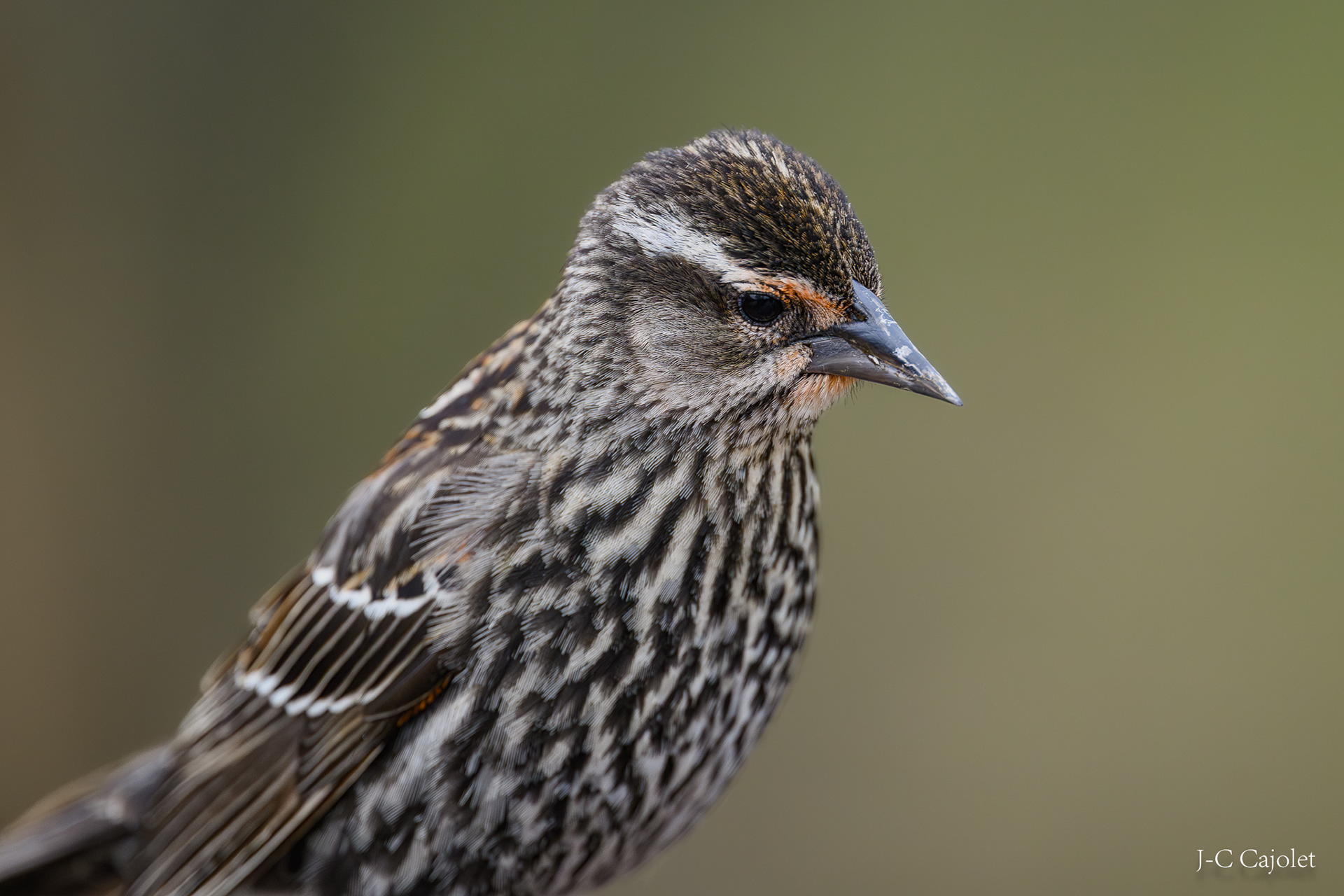 Le penseur / The thinker