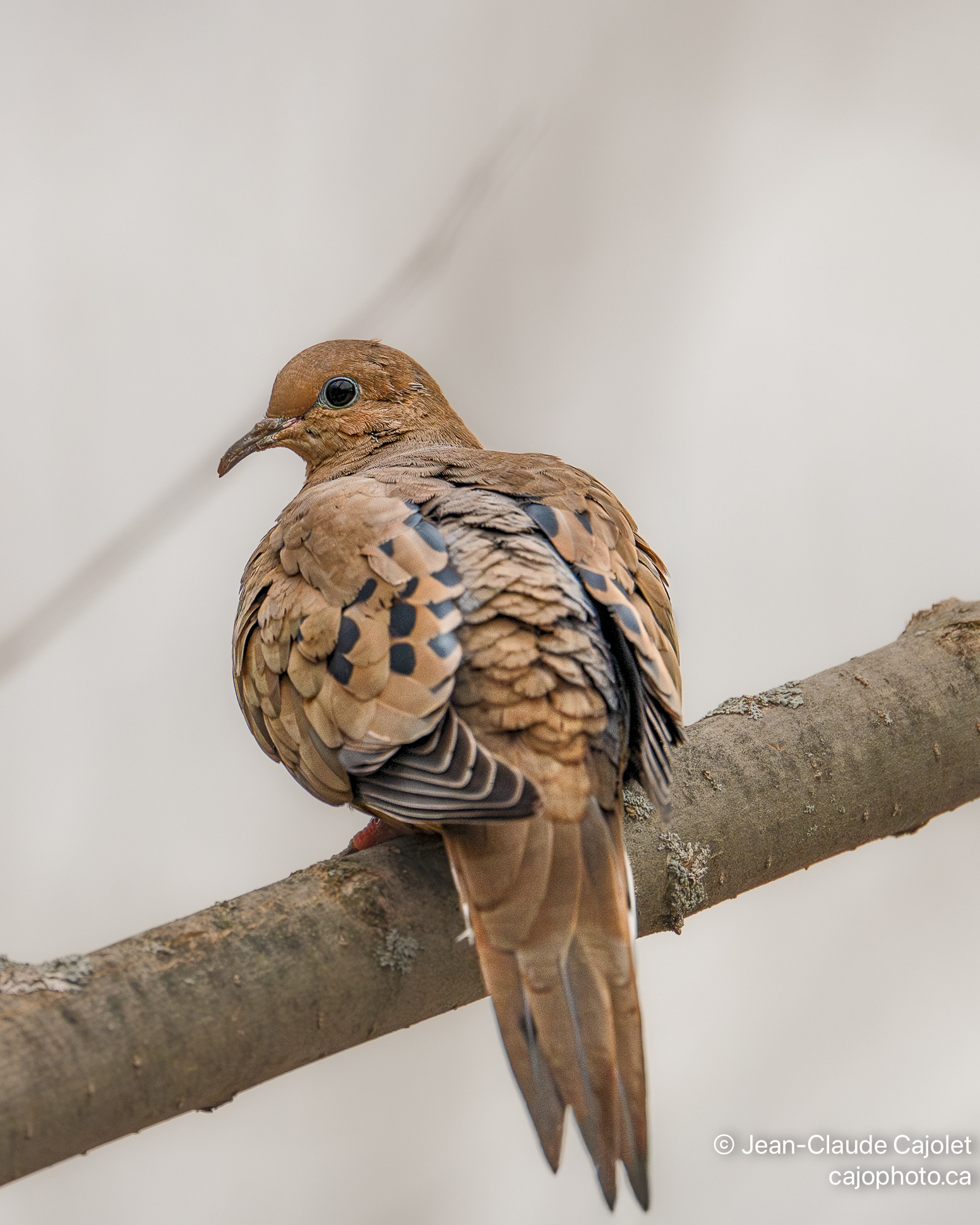 À rebrousse plume /  Against the 'feathers'