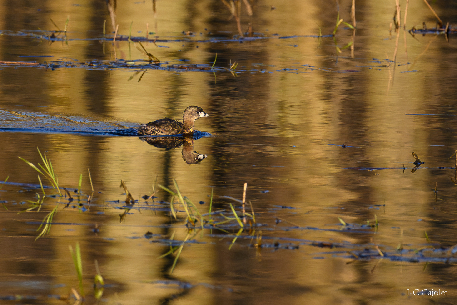 Flegmatique / Phlegmatic