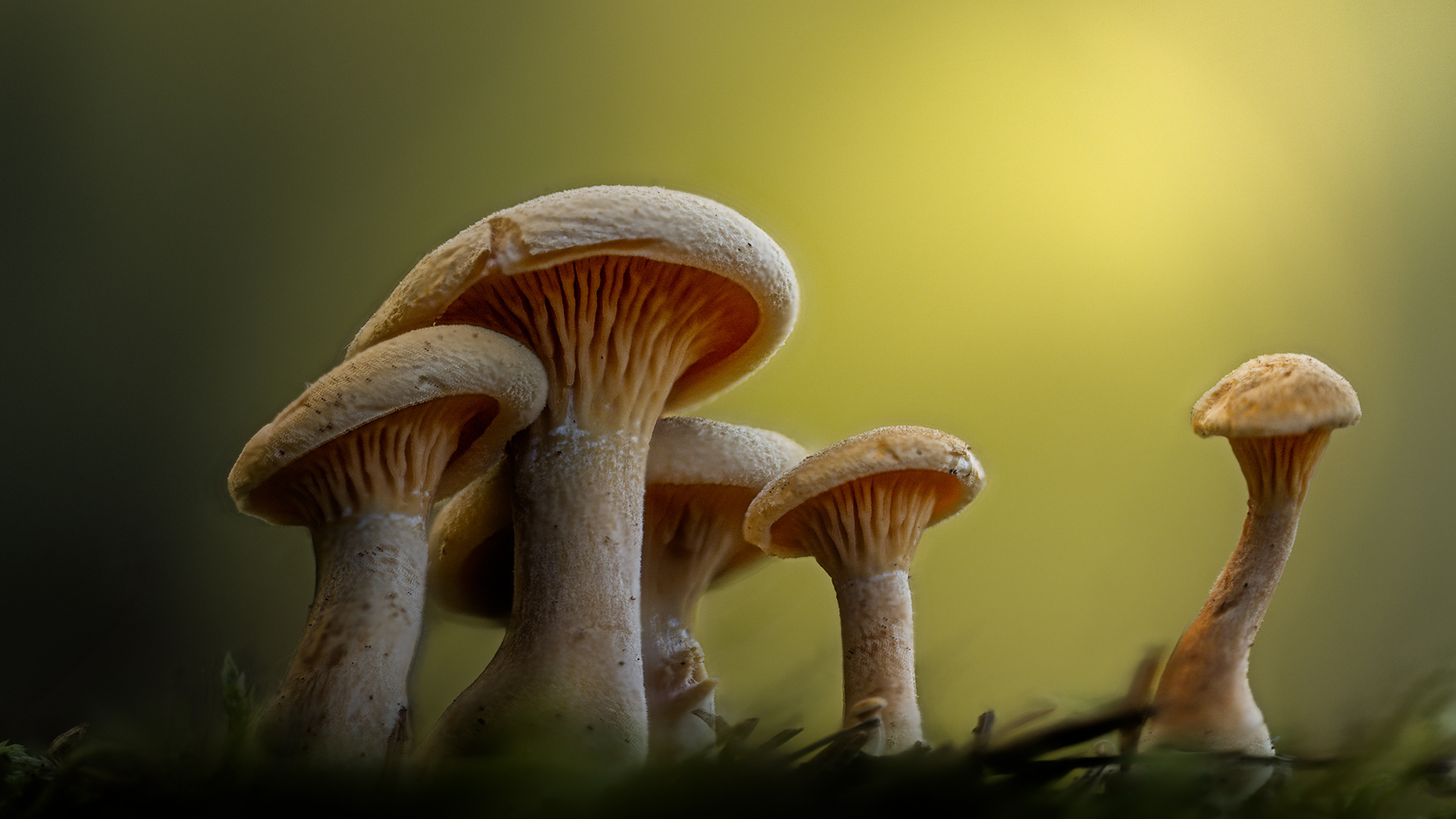 Le choeur / The choir