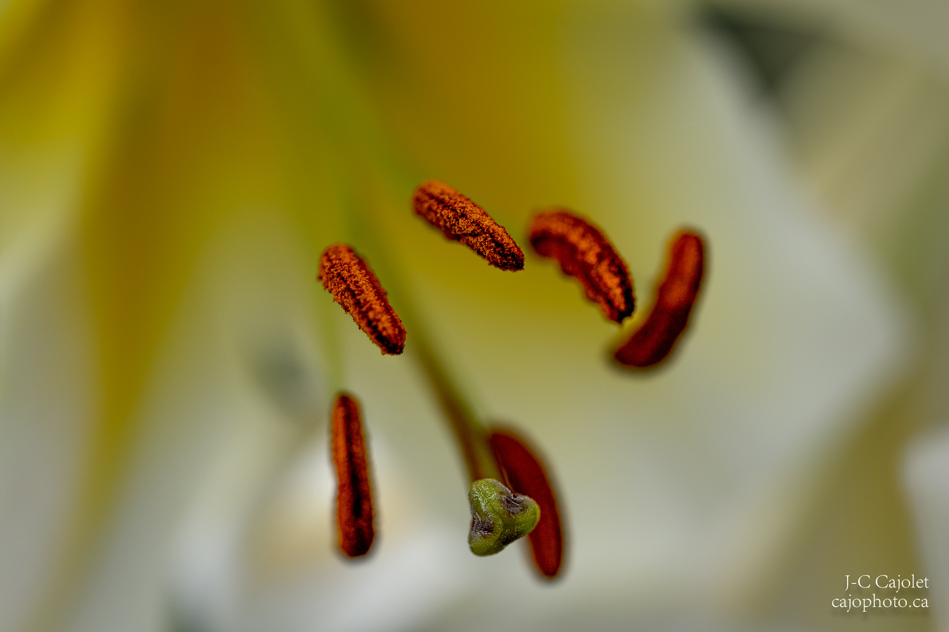 Flocons vivant / Living flakes