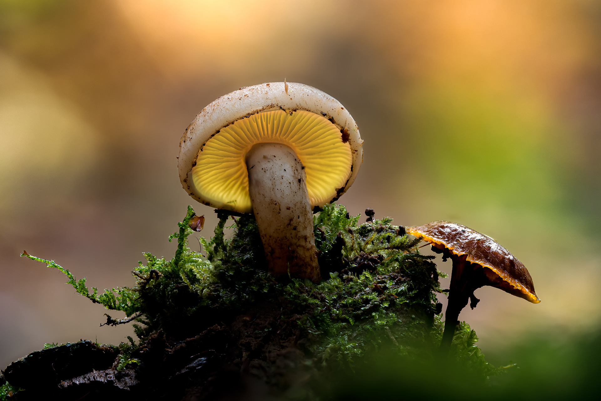 Dominance / Dominance