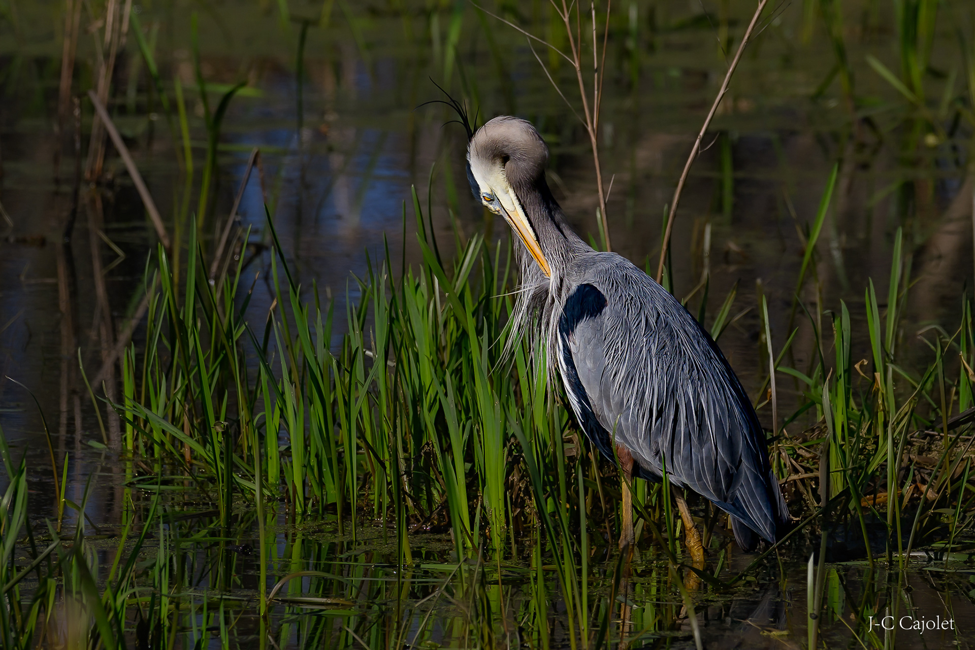 Un brin de toilette / Preening