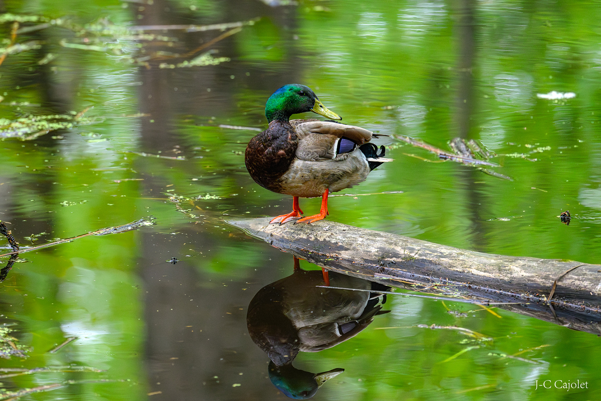 Regarde ailleurs / Look elsewhere