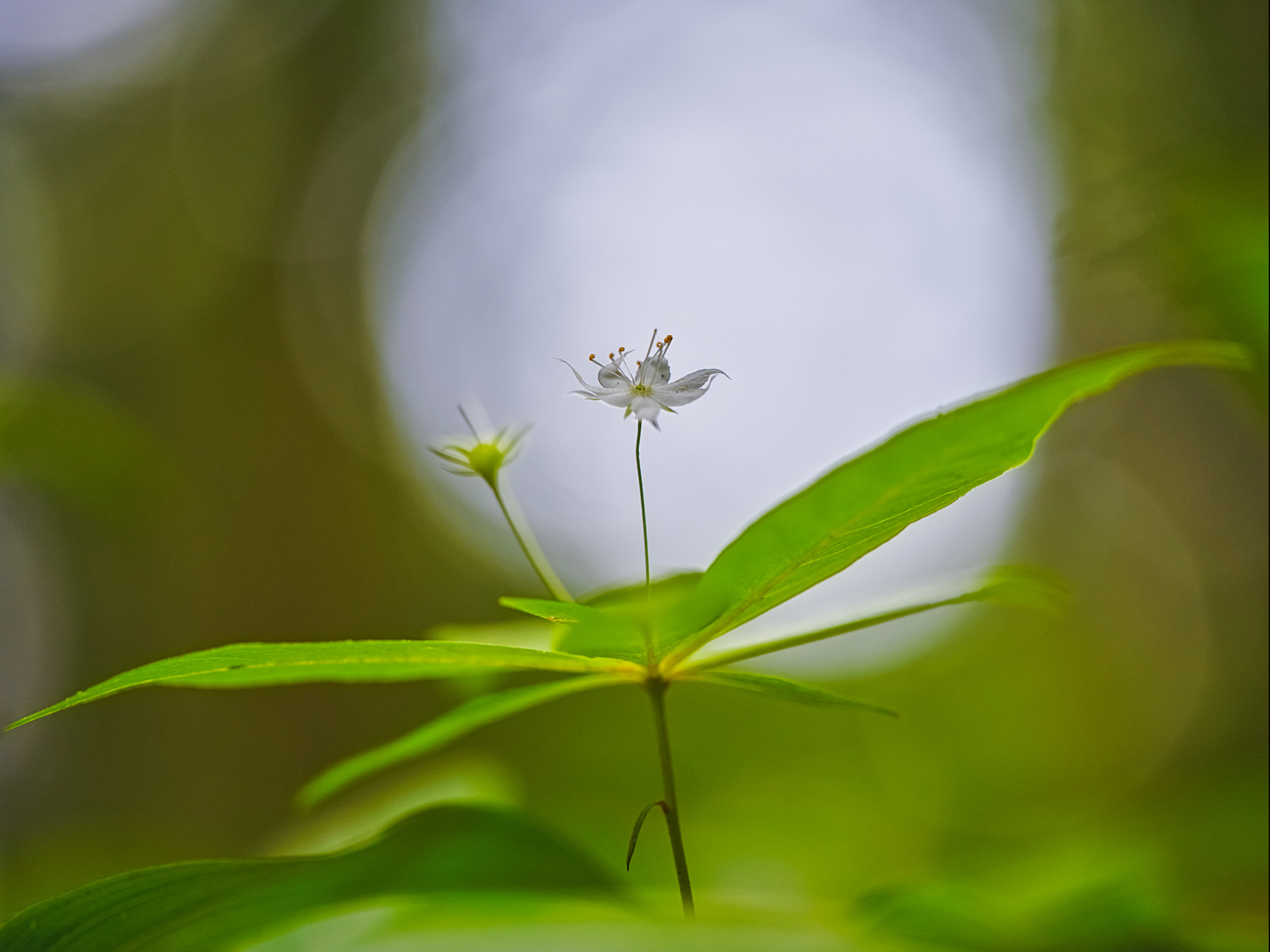 La danseuse / The dancer