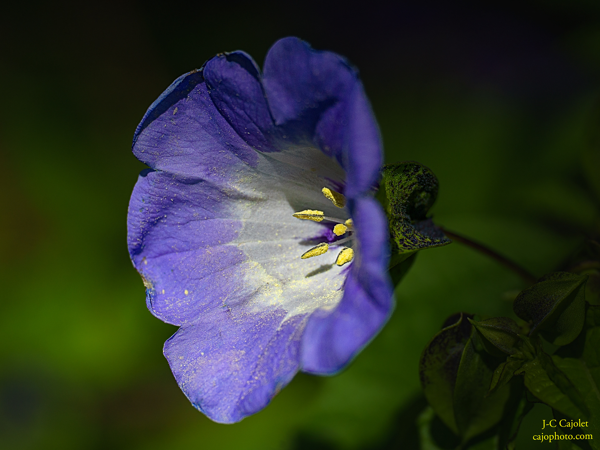 Le ténor / The tenor