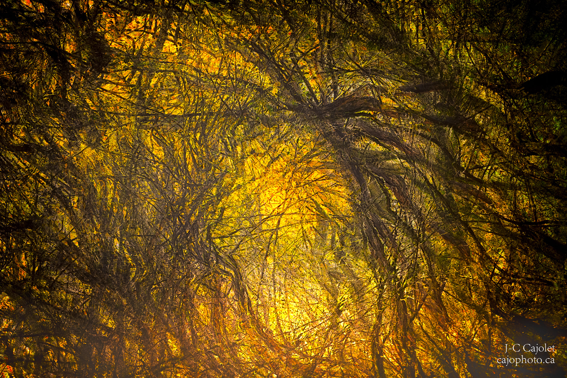 Feu de Forêt / Forest fire