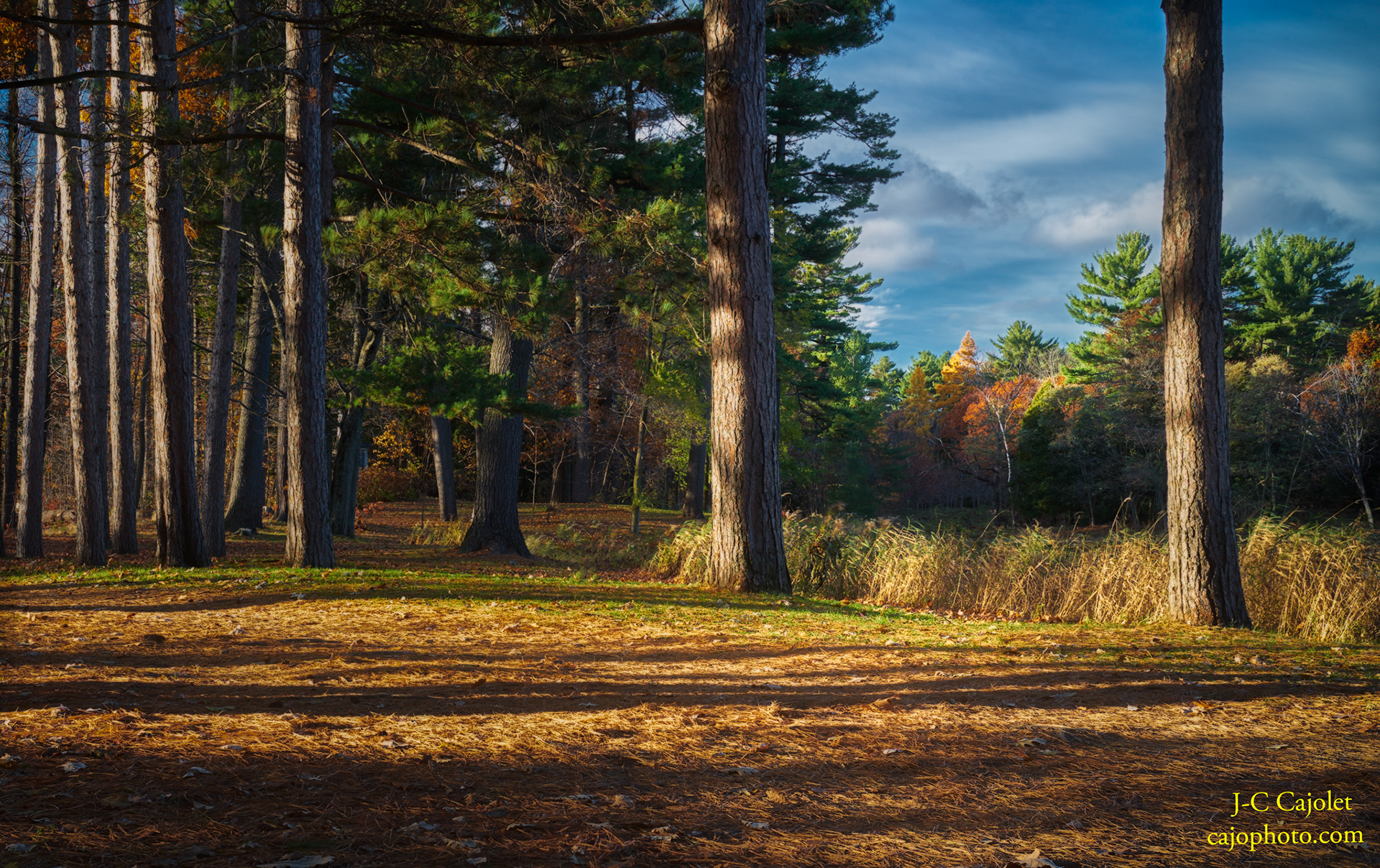 Cinéma de fin de journée /Late afternoon cinema