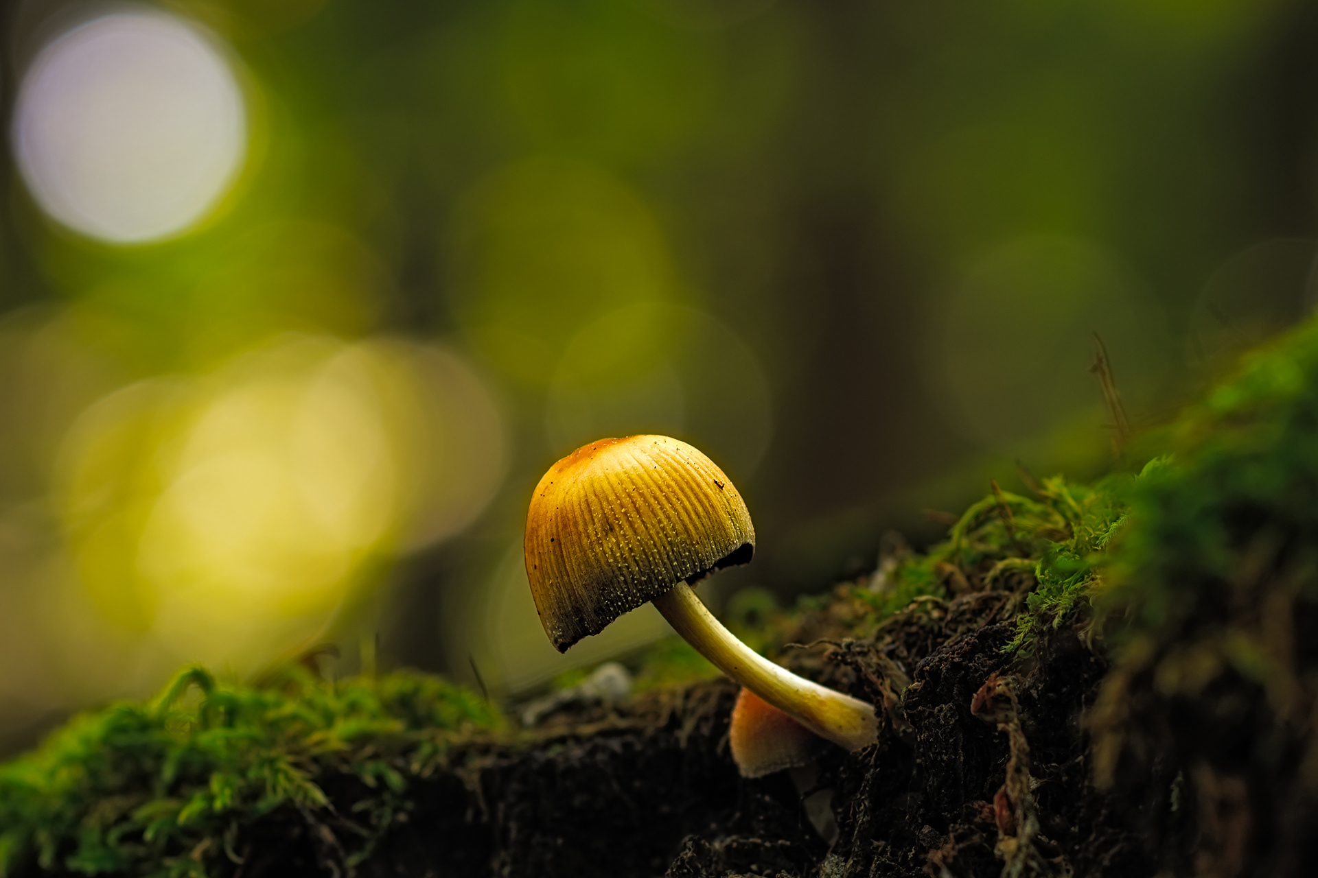 Chercheur de lumière / Light seeker