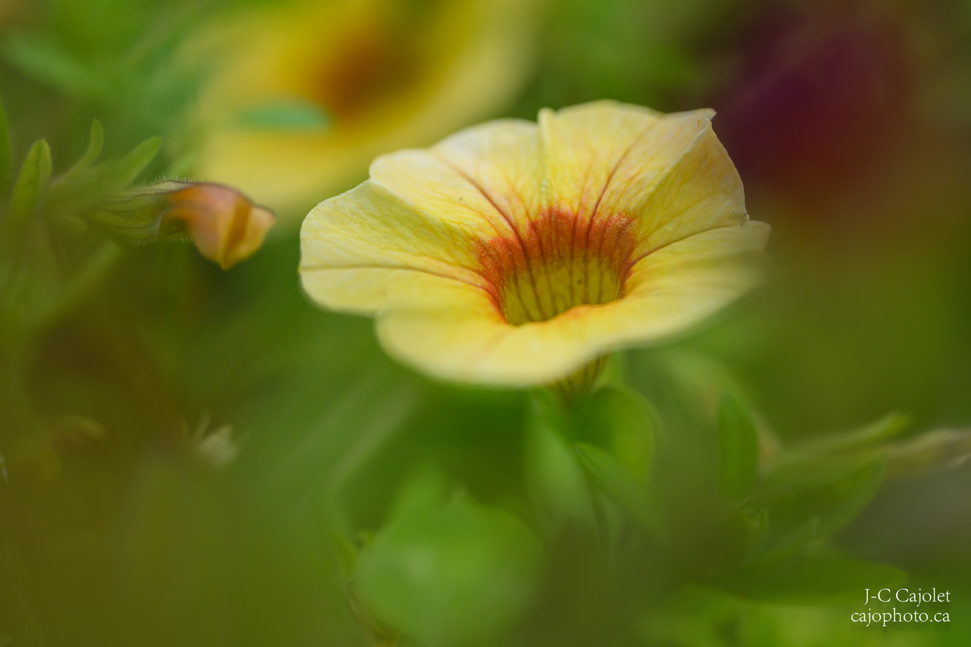 La trompette / Trumpet