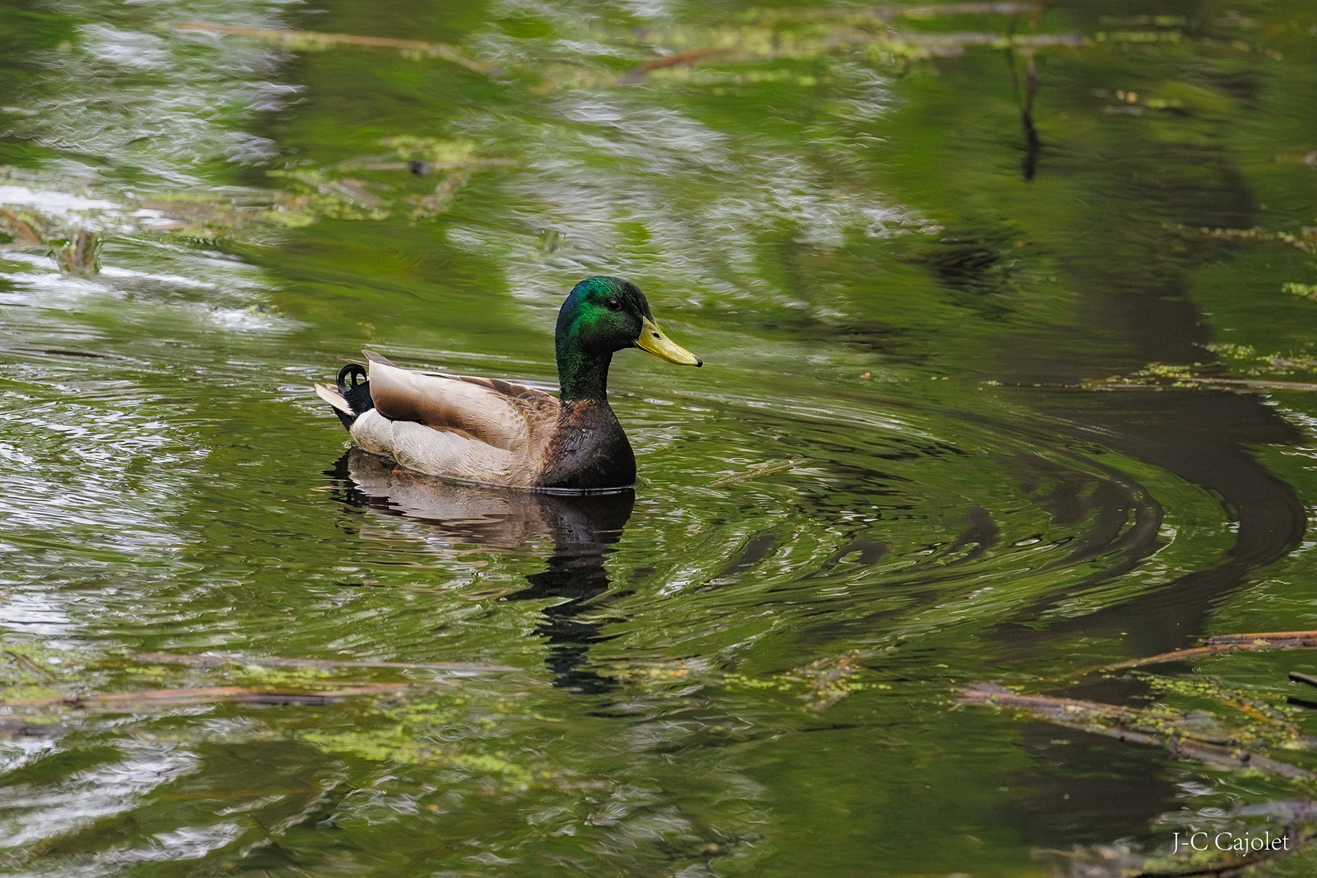 Tra-la-la / Tra-la-la 