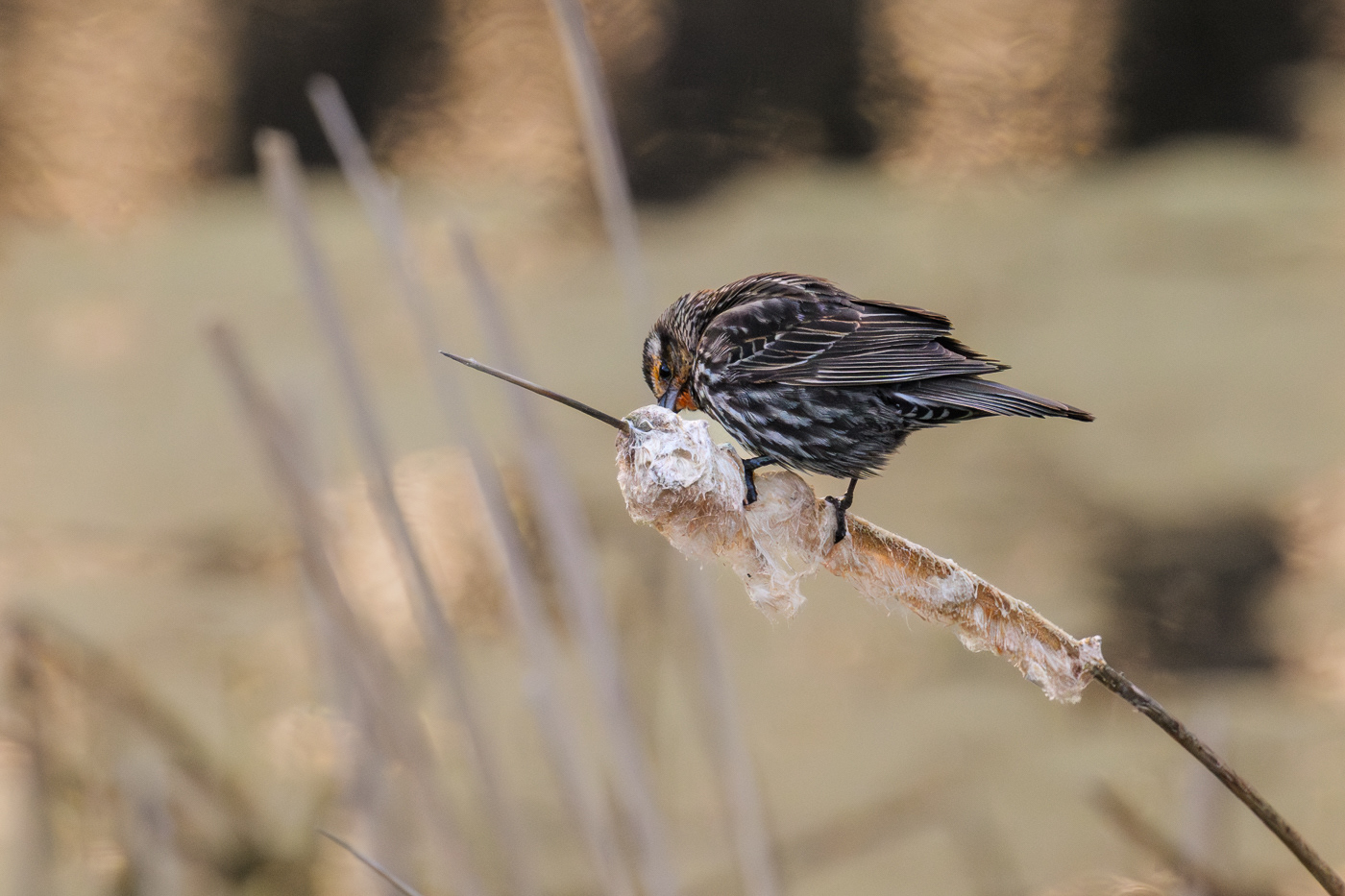 Petit curieux / Little curious