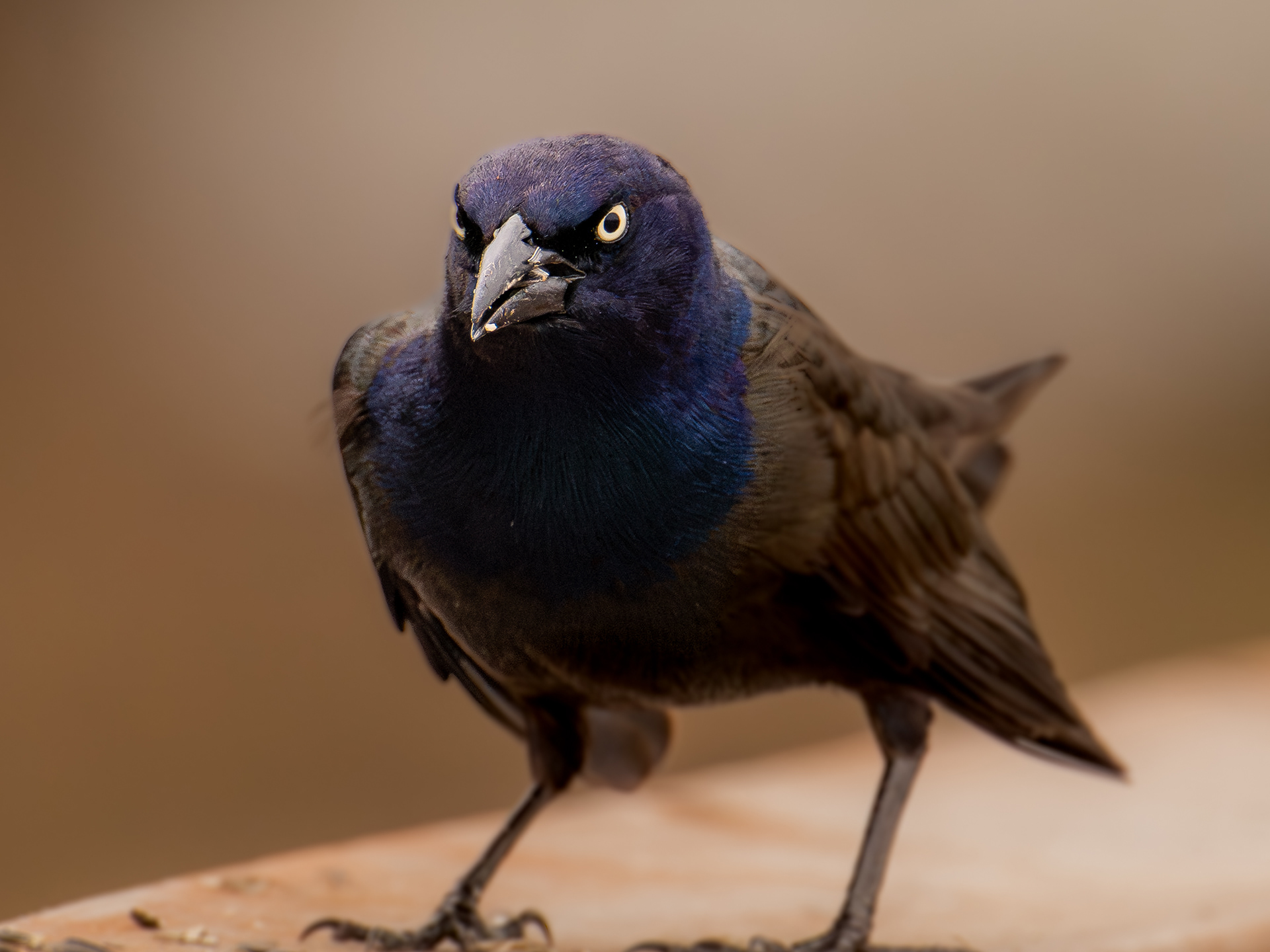 Tu veux quoi? / What do you want?