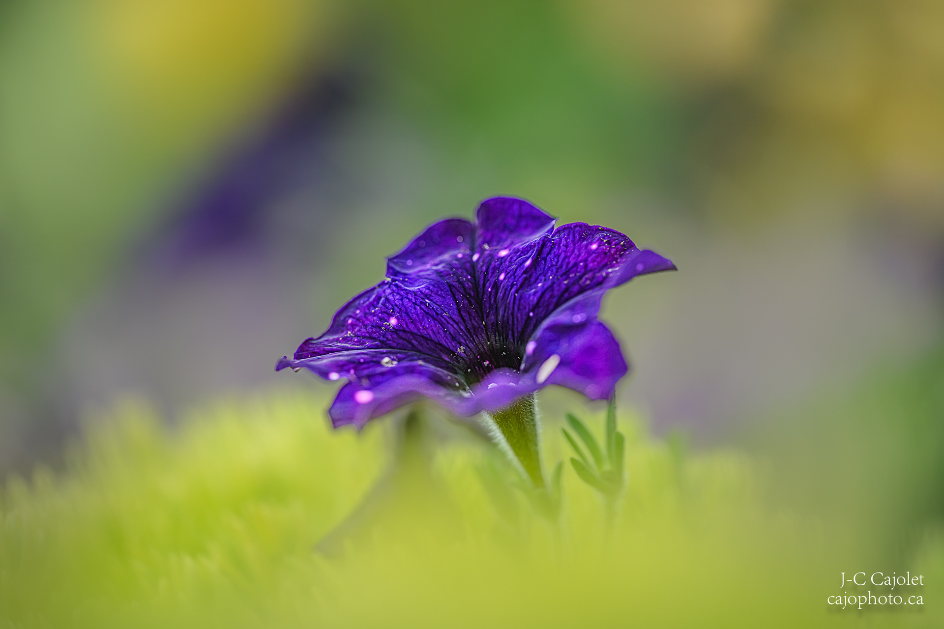 Emergence / Emergence