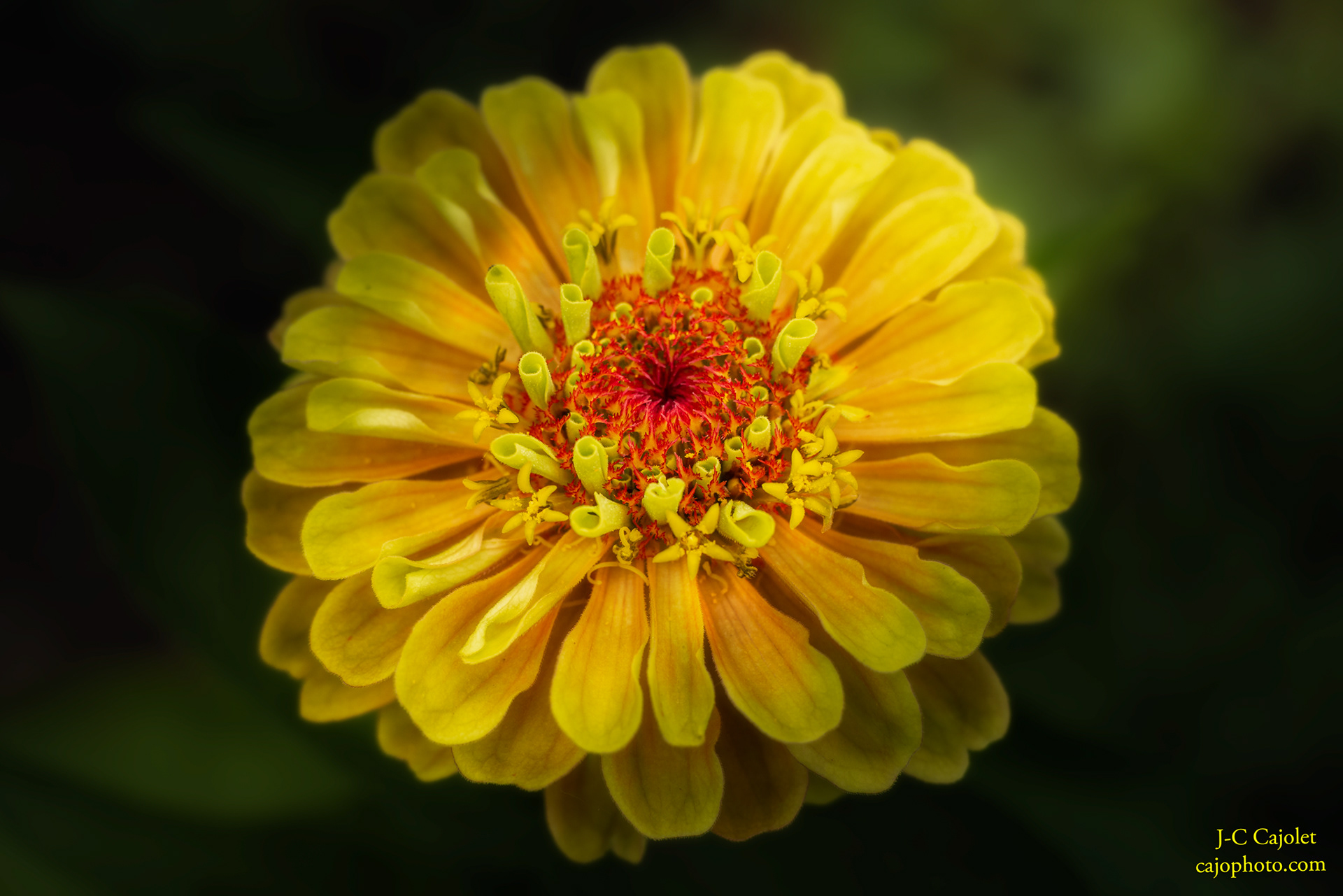 Trompettes / Trumpets