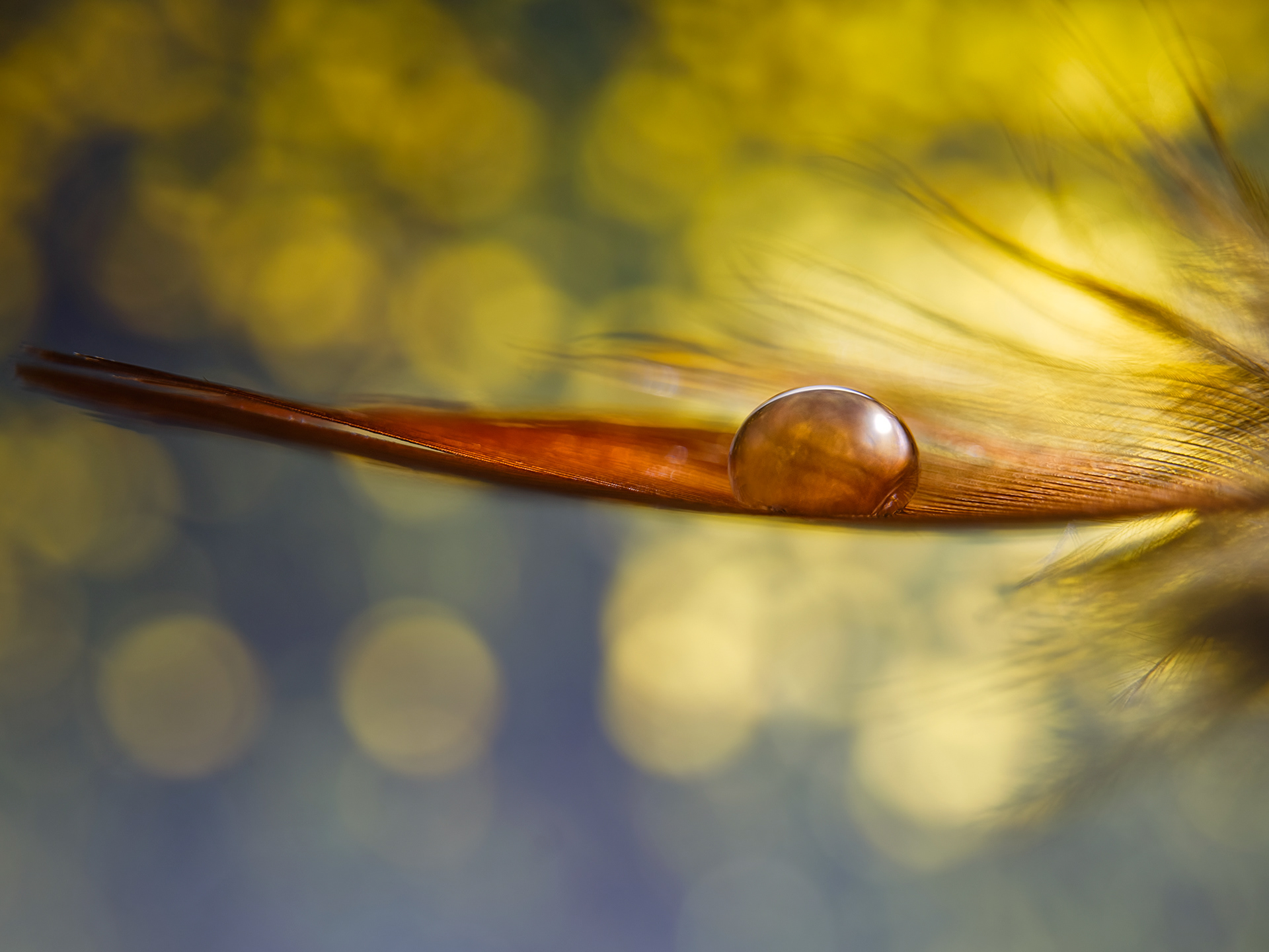 Étoile sur plume / Star on feather