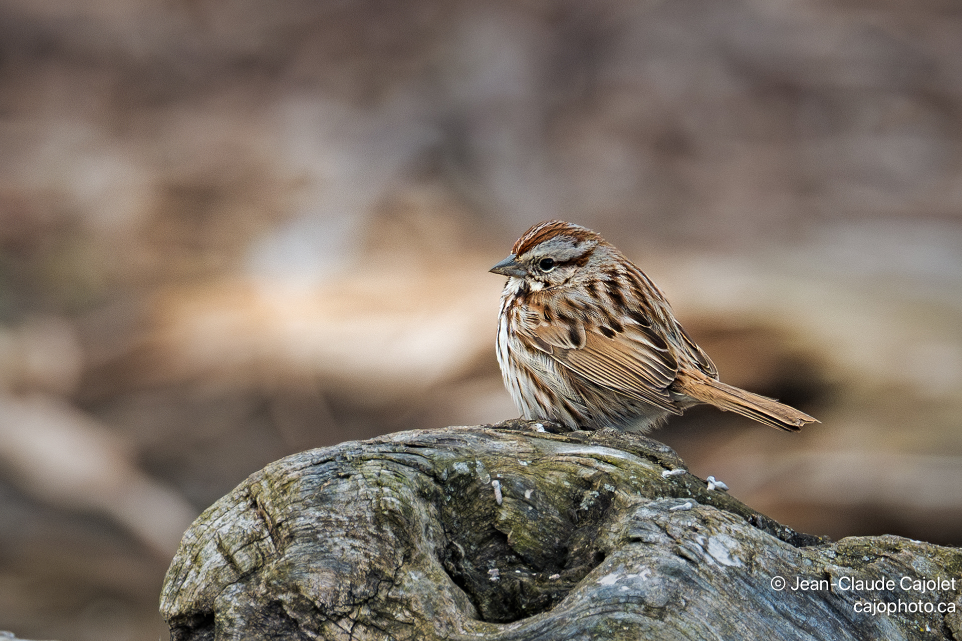 Un peu froid / A bit cold