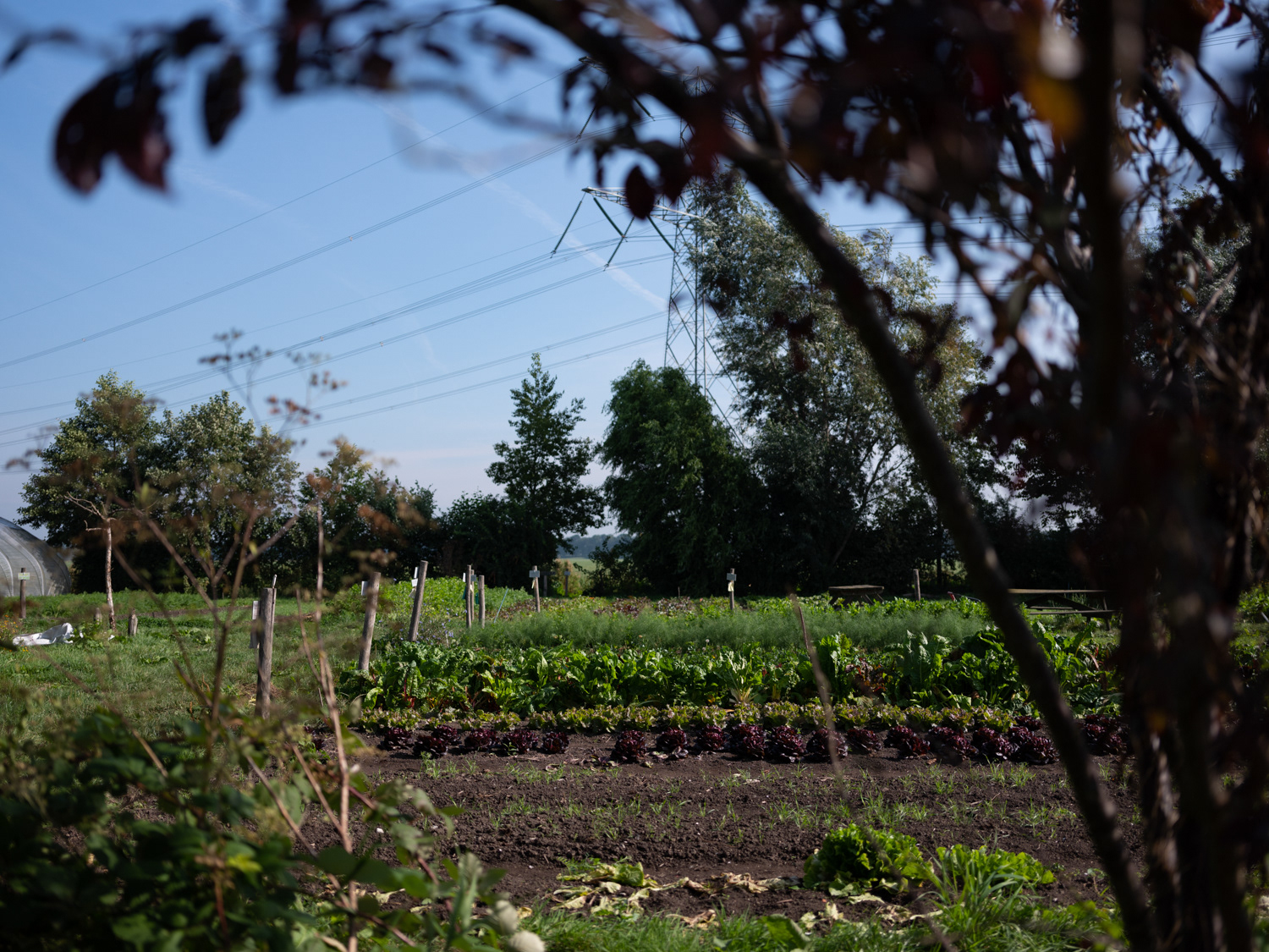 Tuinen van Hartstocht, zelfpluktuin