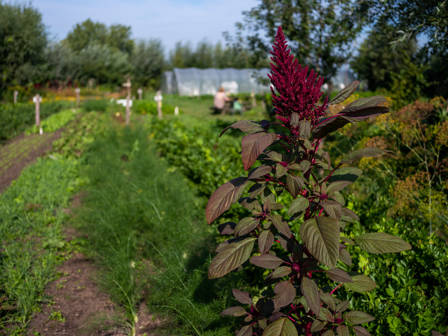 Tuinen van Hartstocht, zelfpluktuin