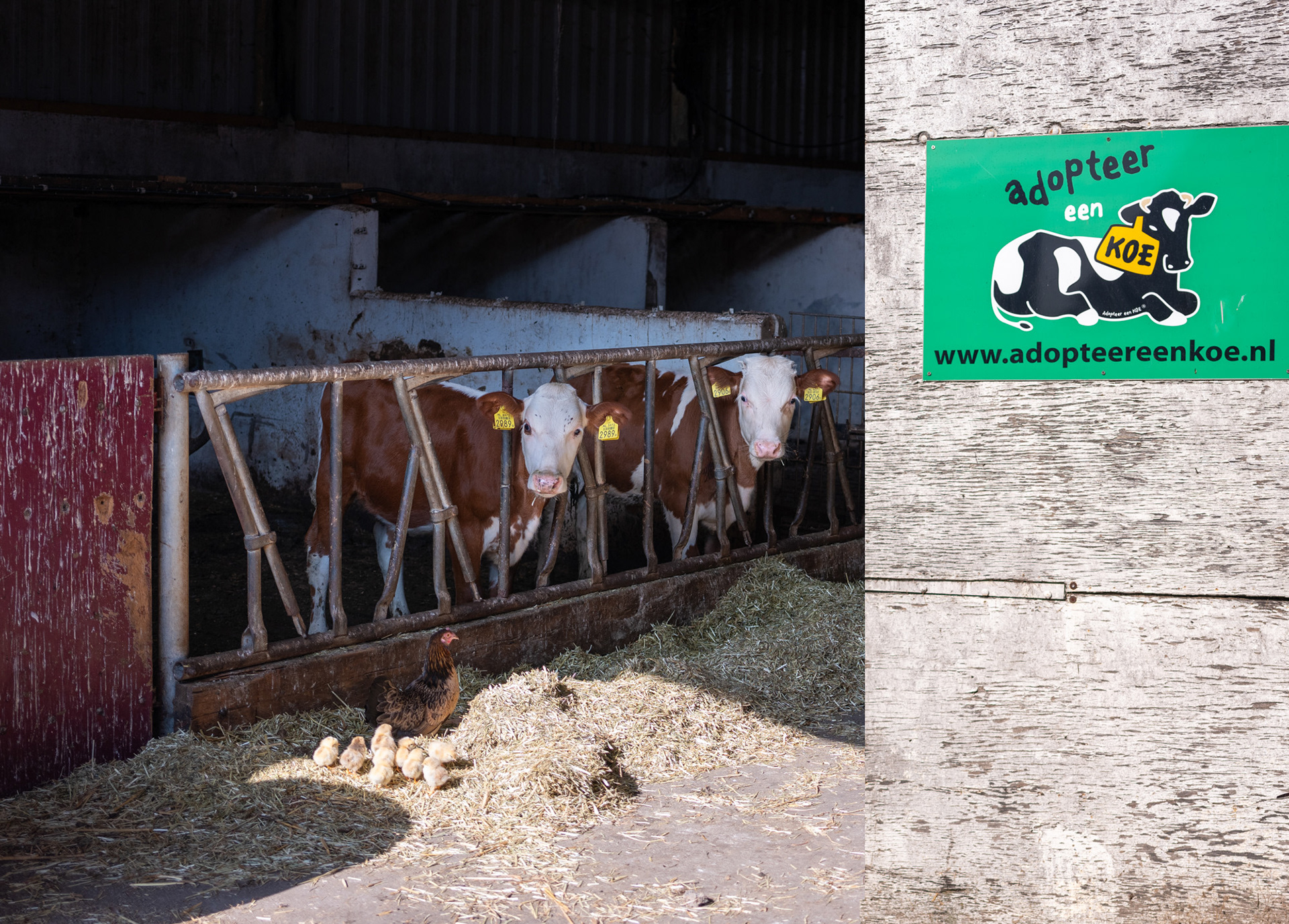 Adopteer Een Koe; zelf duurzame boerderijen helpen!