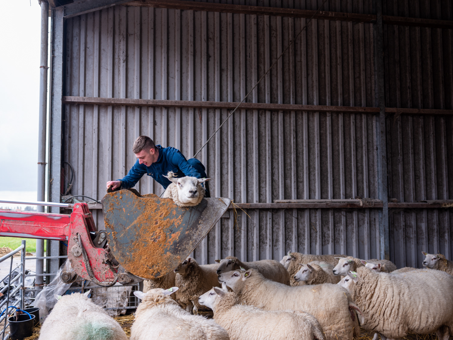 de ram wordt verwijderd uit de kudde