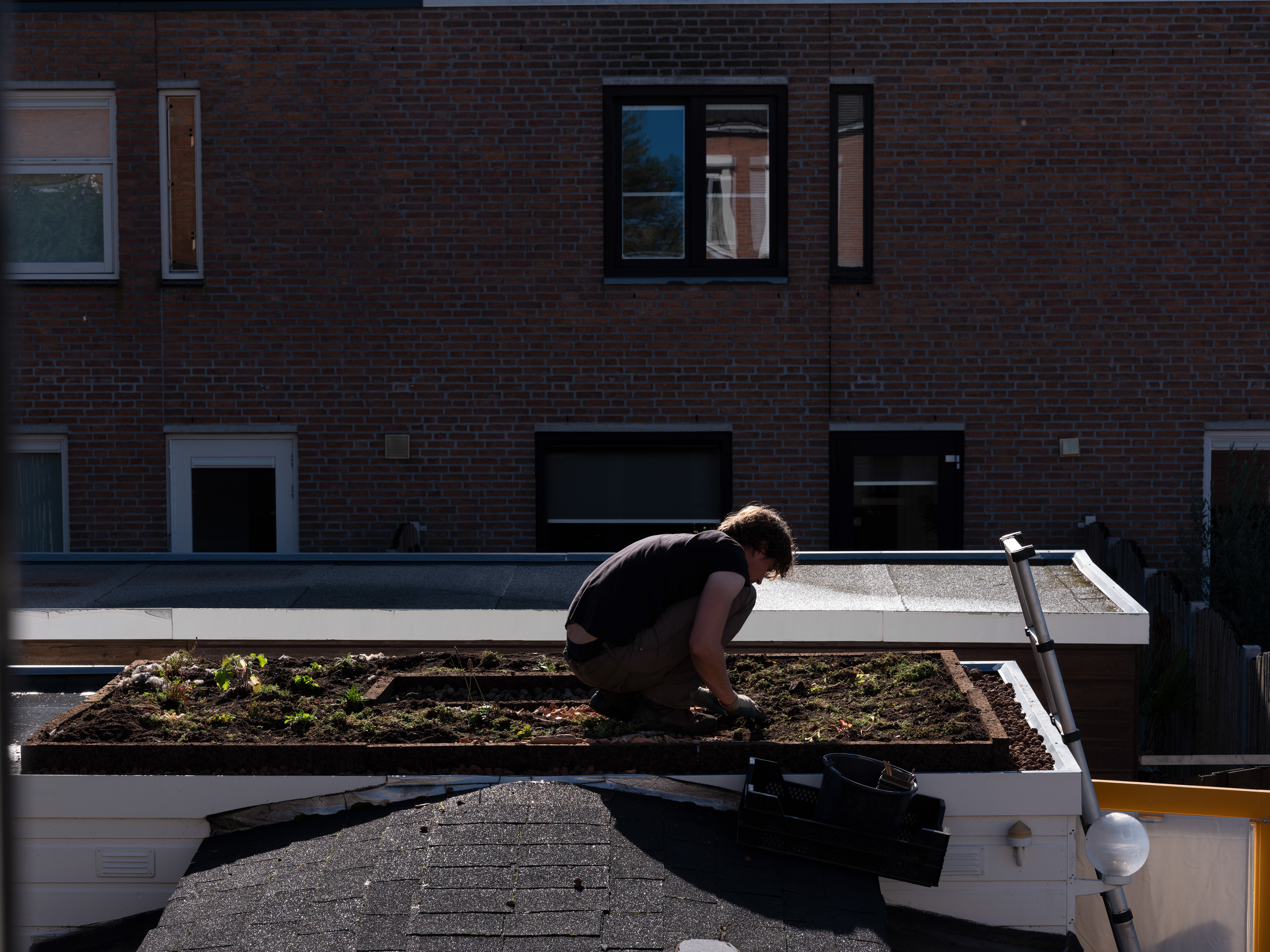 Marijn van Rossum legt een groen dak aan, Breda