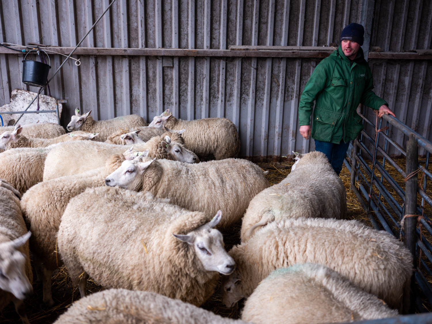 schapen scheren op Melkveebedrijf van Leeuwen, diervriendelijk en energieneutraal bedrijf (Heenvliet)