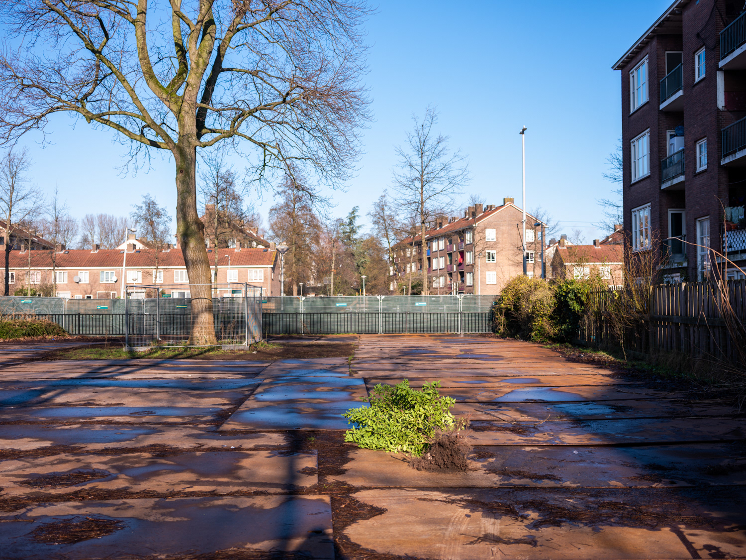 Red het sloopgroen: struikroven in Amsterdam
