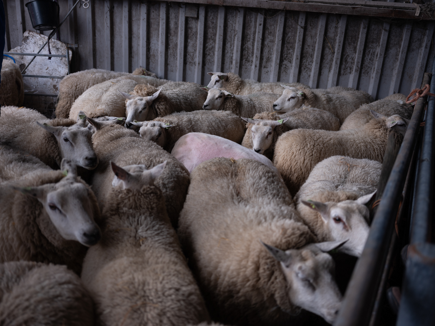 steeds meer kale schapen