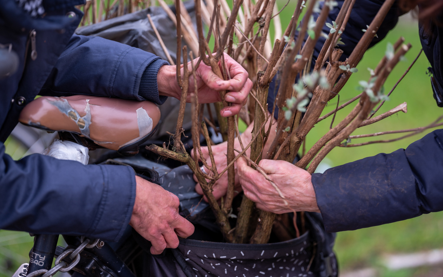 struiken naar buurtmoestuin De Aker