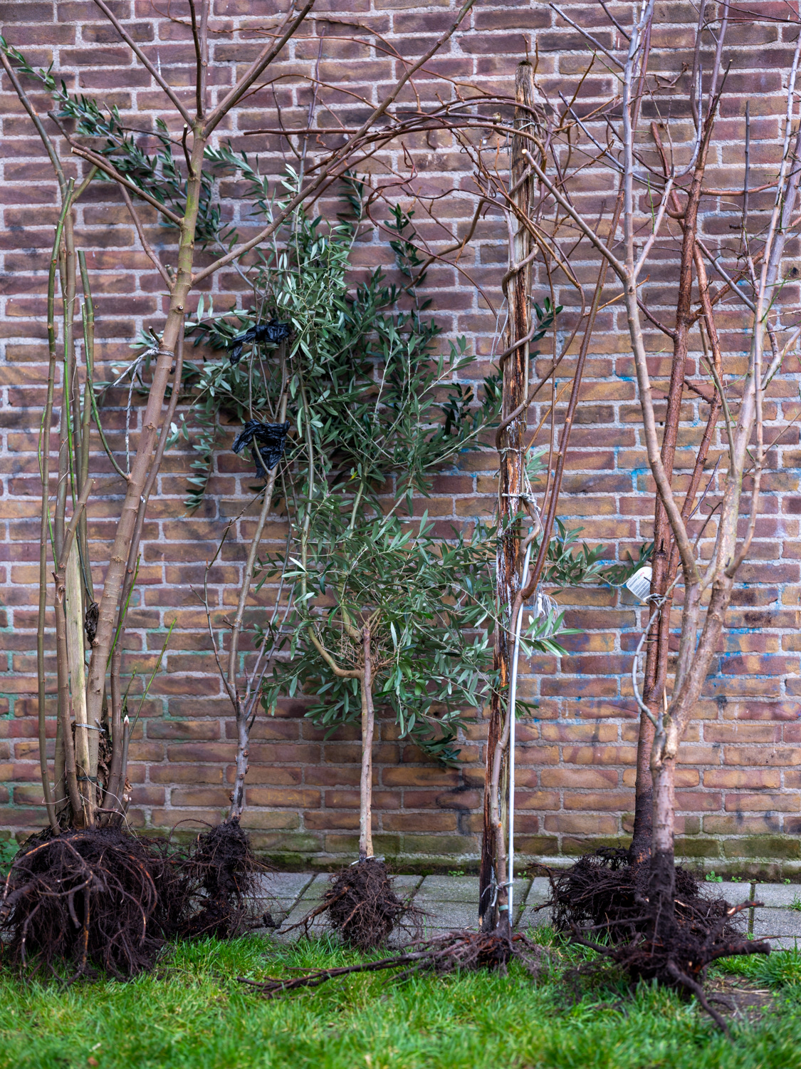 red het groen, Amsterdam